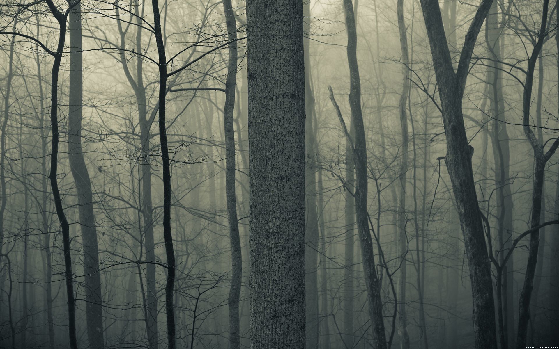 1920x1200 Nature trees forests woods trunk haze fog mist dark bark spooky ... Desktop  wallpapers ...