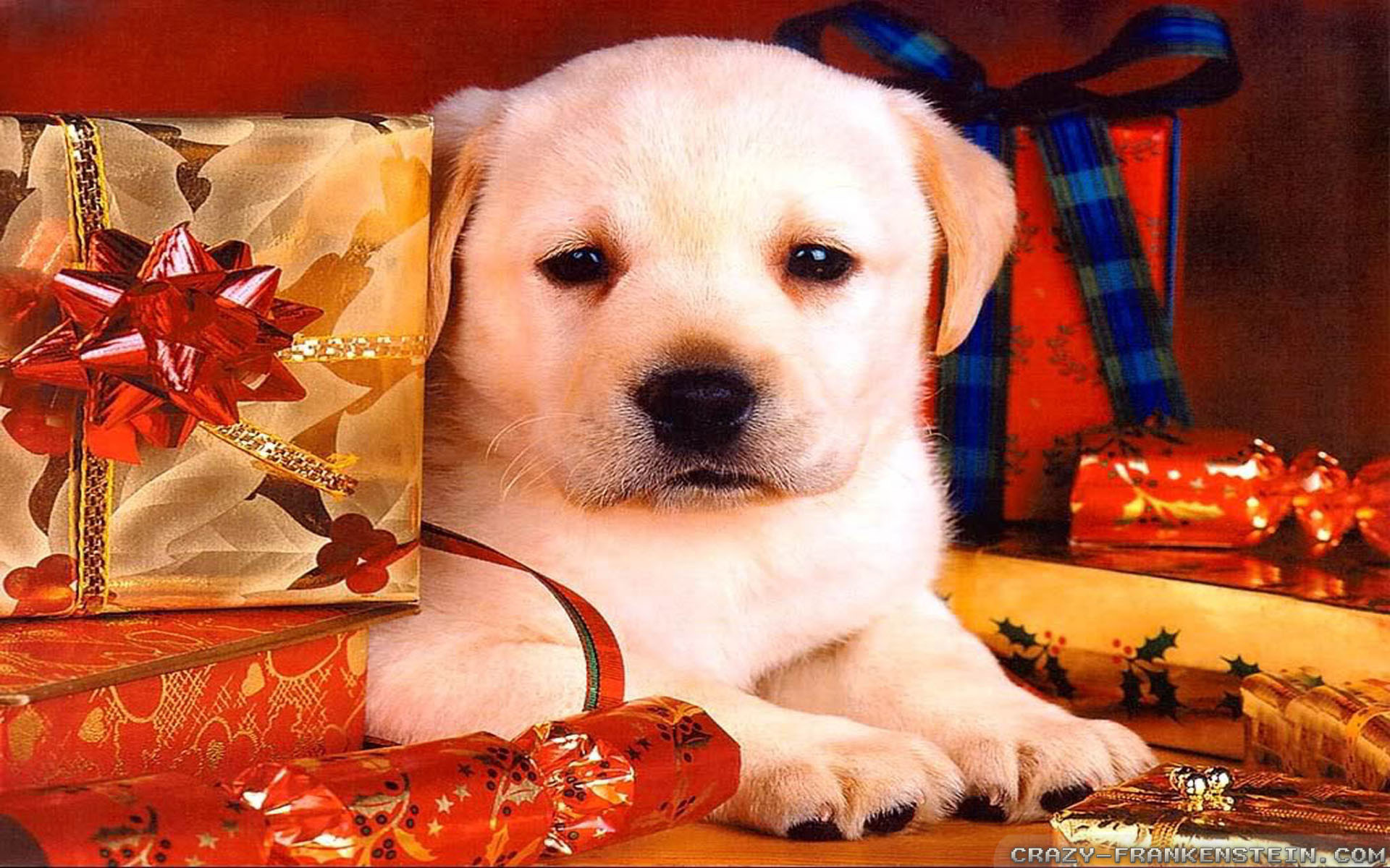 49 Free Christmas Wallpaper with Dogs  WallpaperSafari