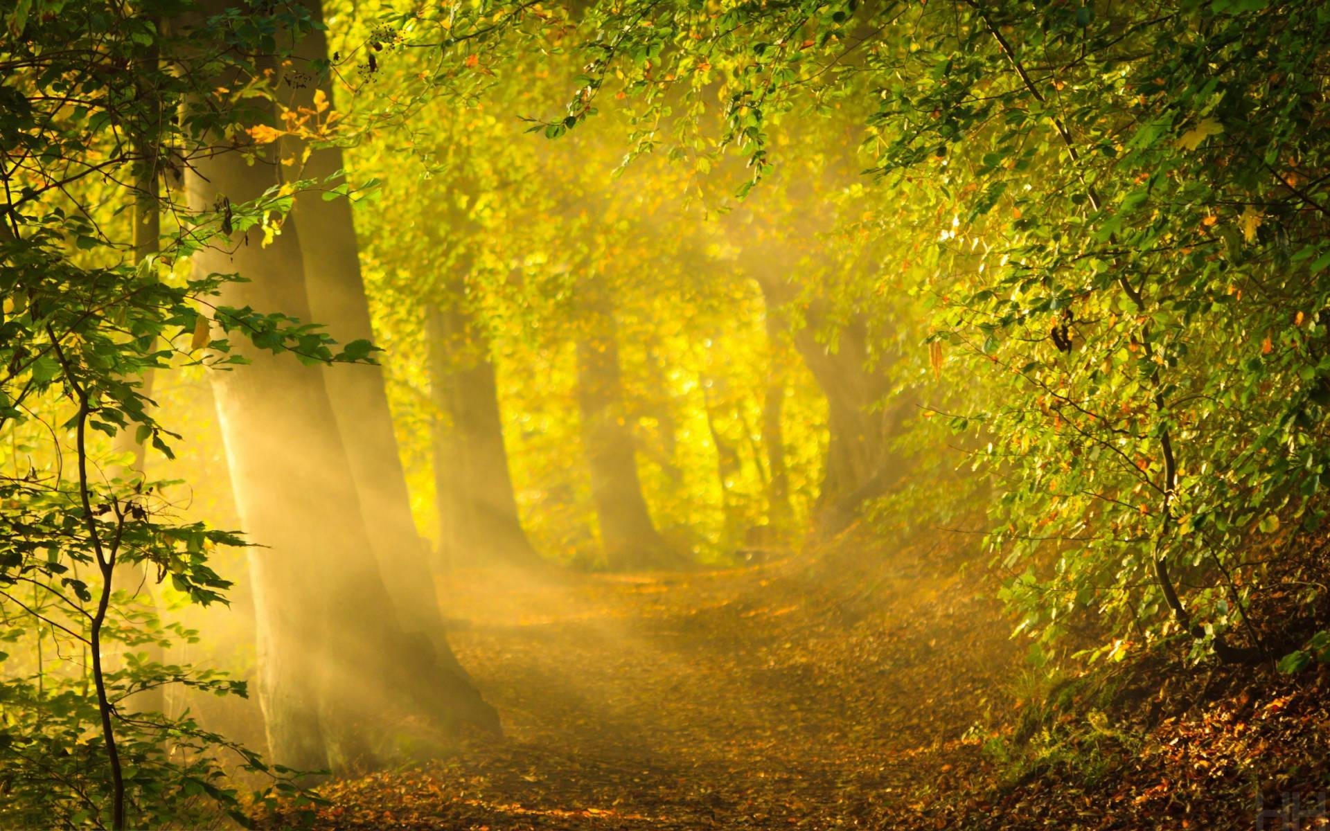 1920x1200  Animals For > Dark Enchanted Forest Background