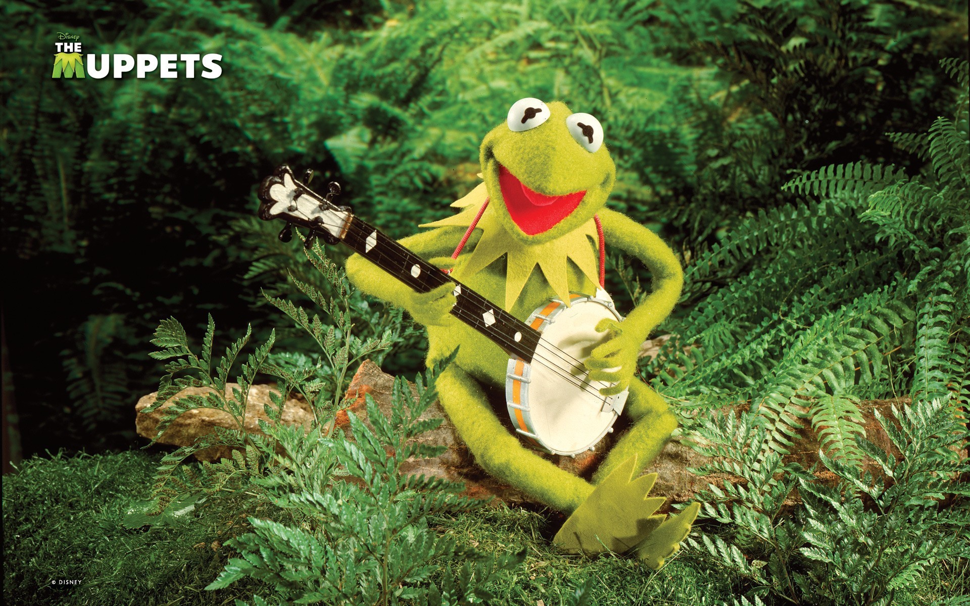 1920x1200 Frog with a banjo
