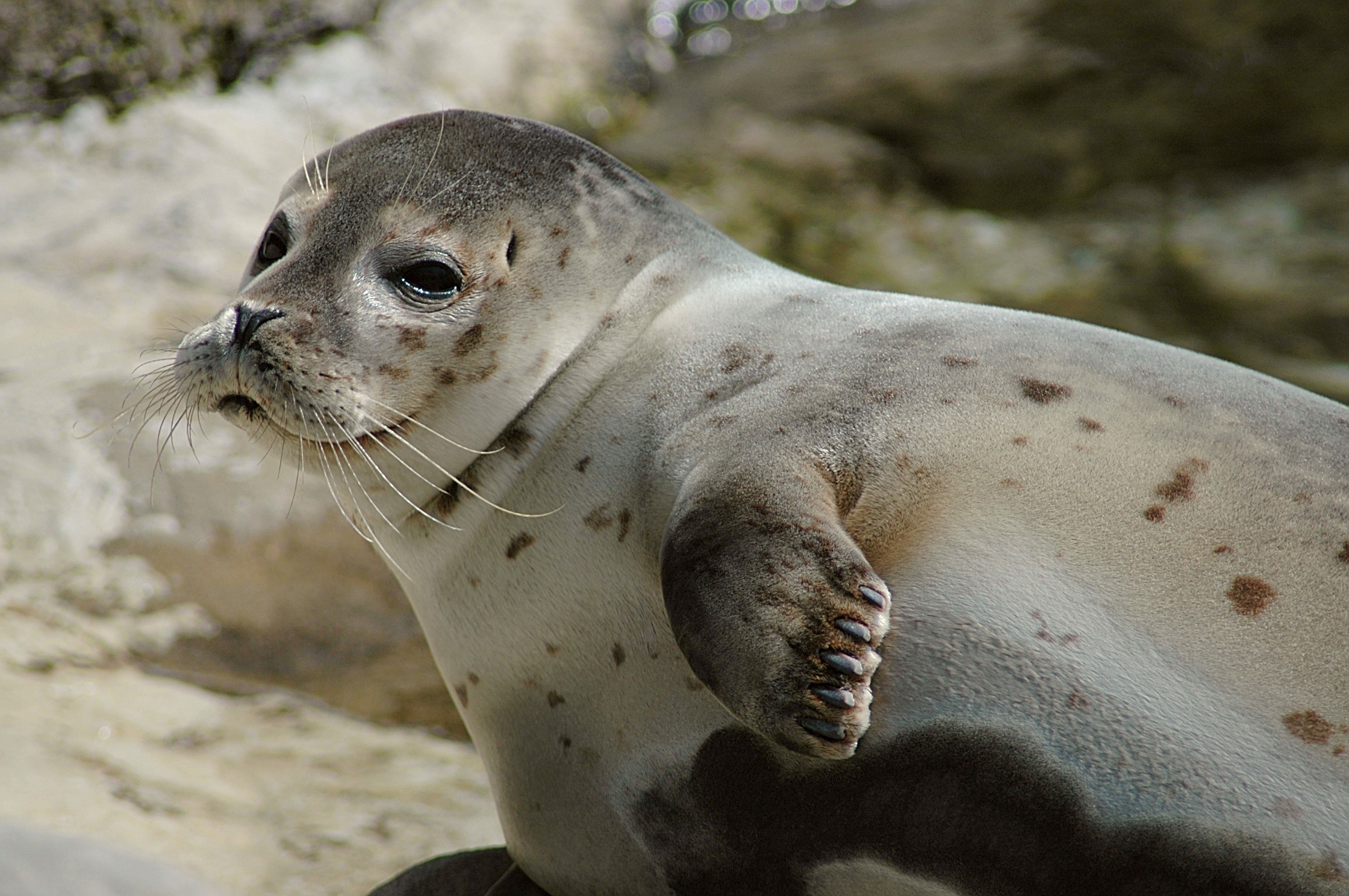 2240x1488 Monk seal | Mediterranean Monk Seal