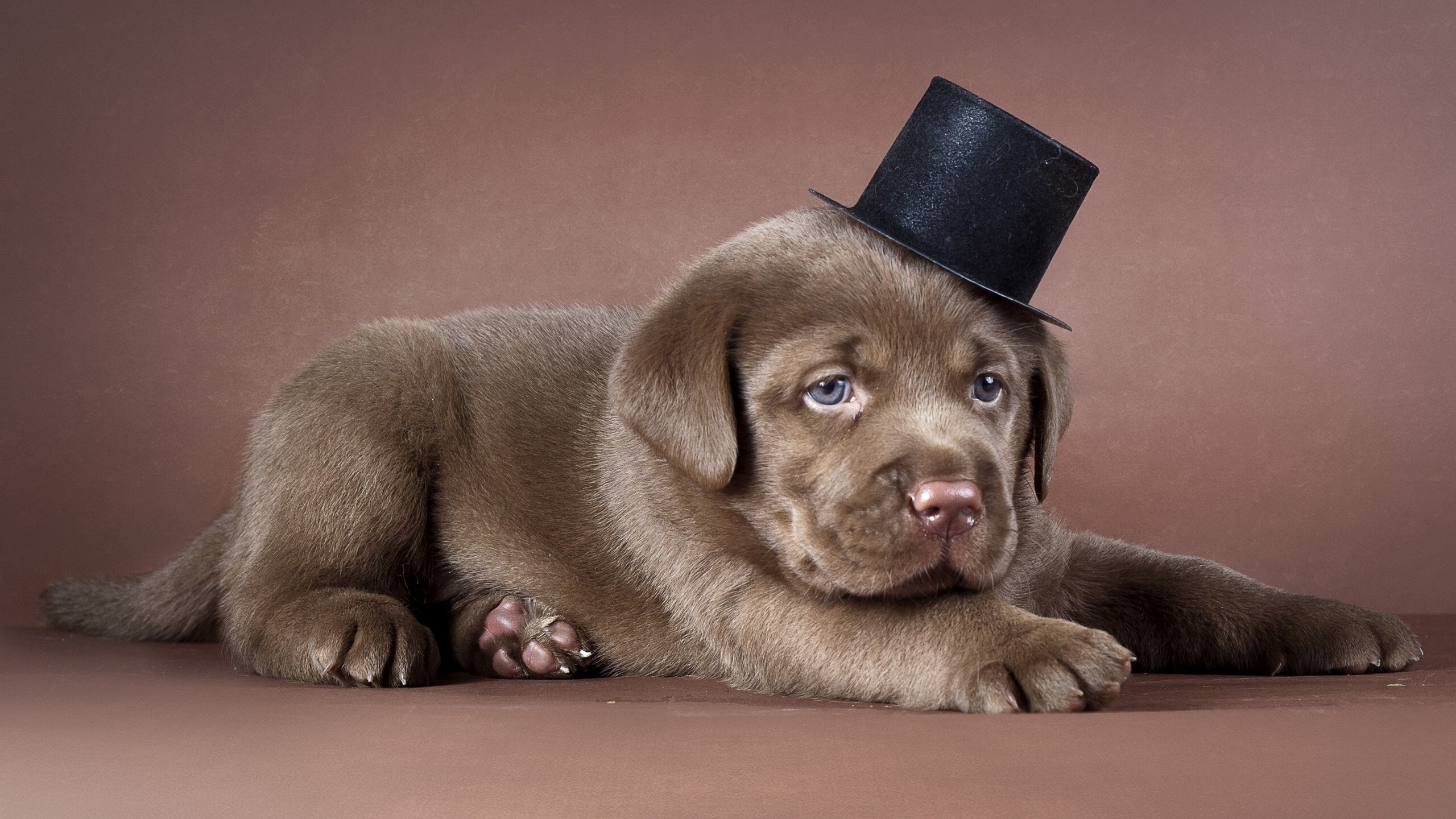 2560x1440 Preview wallpaper puppy, labrador, hat, dog 