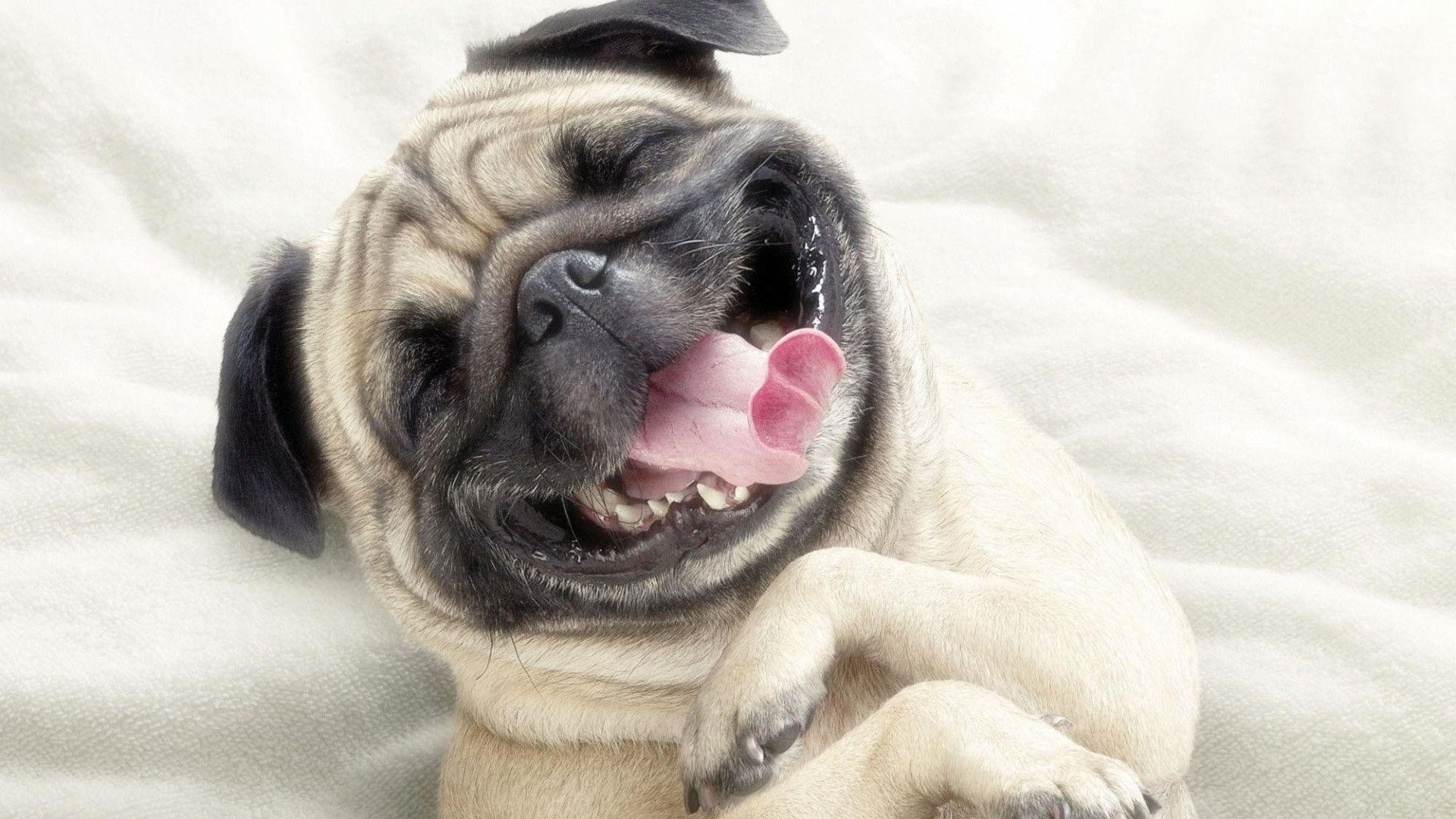 1920x1080 Download Pug Dog For Iphone Funny And Cute Black Pet Cat Wallpaper .
