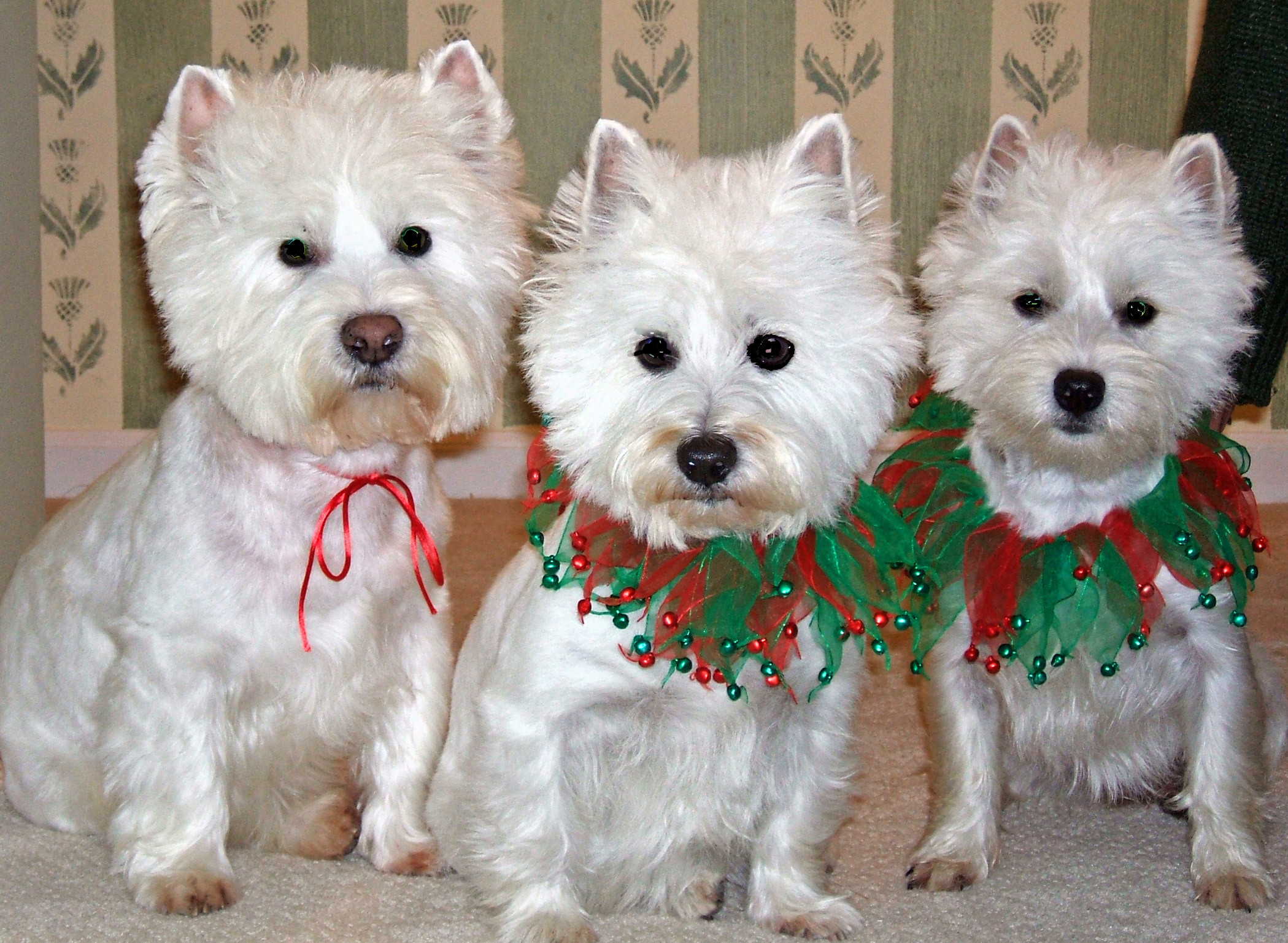 2099x1537 Merry Christmas from Dougal and the girls (Lucy and Idgy) ...