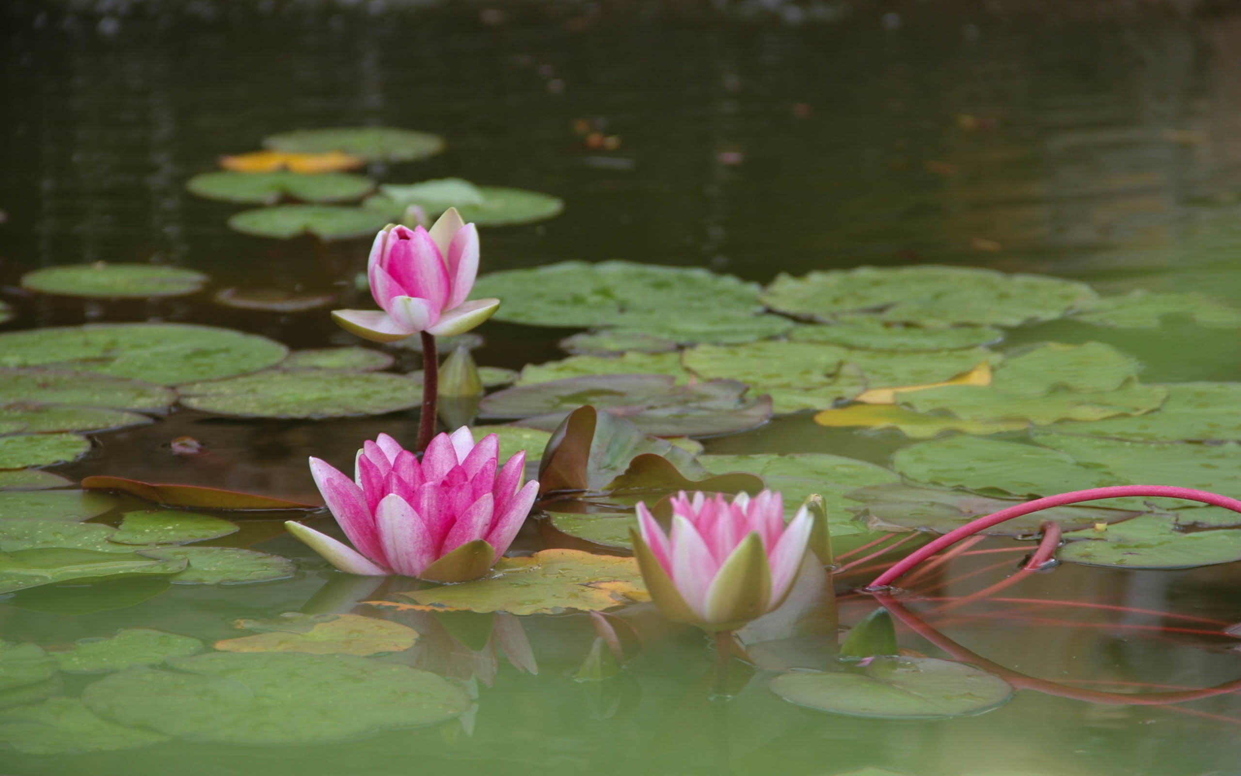 2560x1600 Lotus Flower Beautiful High Quality HD Wallpapers ...