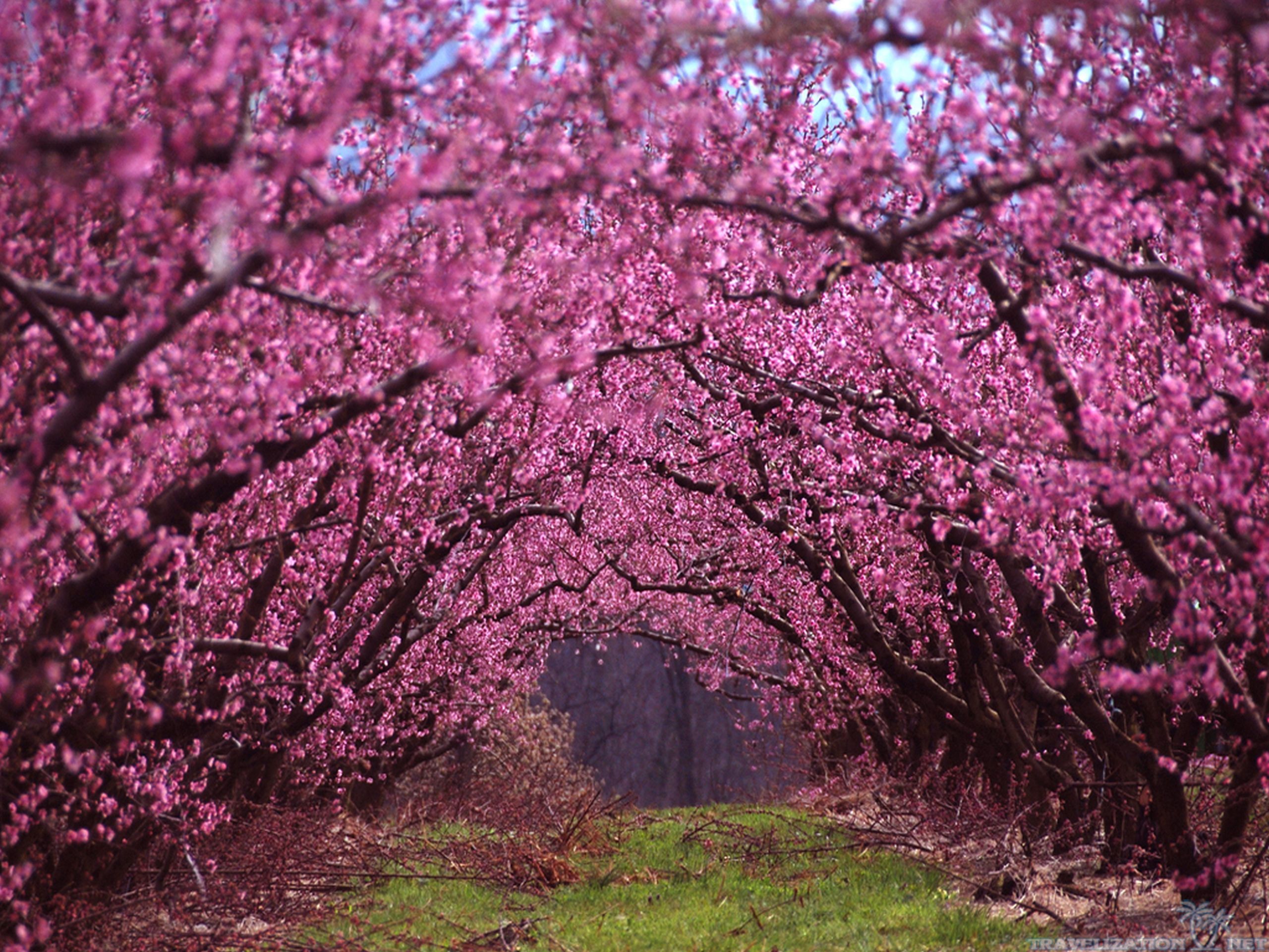 2560x1920 One of the most beautiful of early Spring blooming ornamental trees for  home garden landscapes would