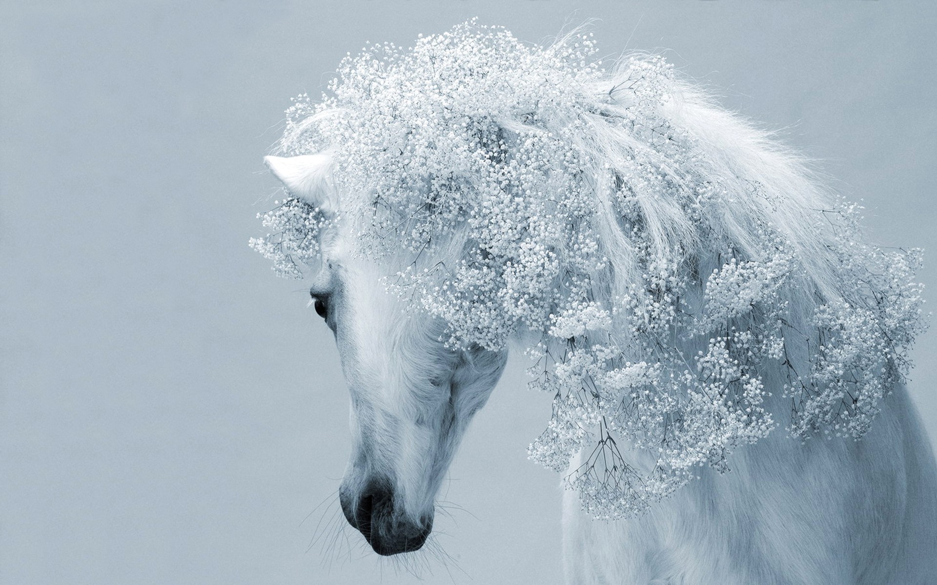 1920x1200 Beautiful White Horse Wallpapers And Images - Wallpapers, Pictures