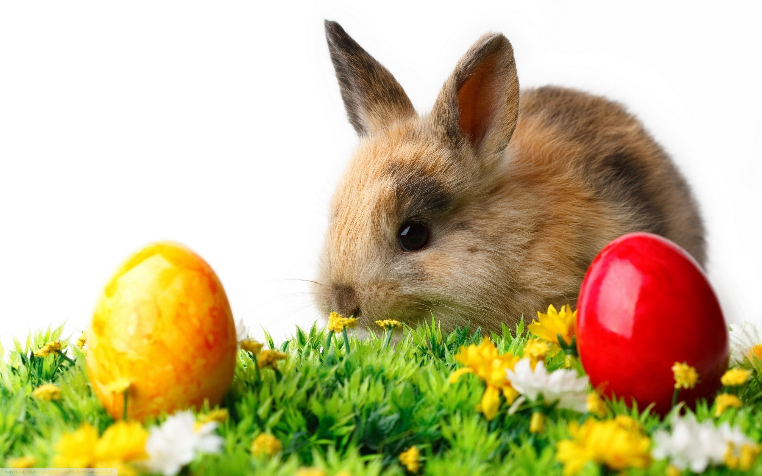 2560x1600 Rabbit easter eggs Wallpapers | Pictures