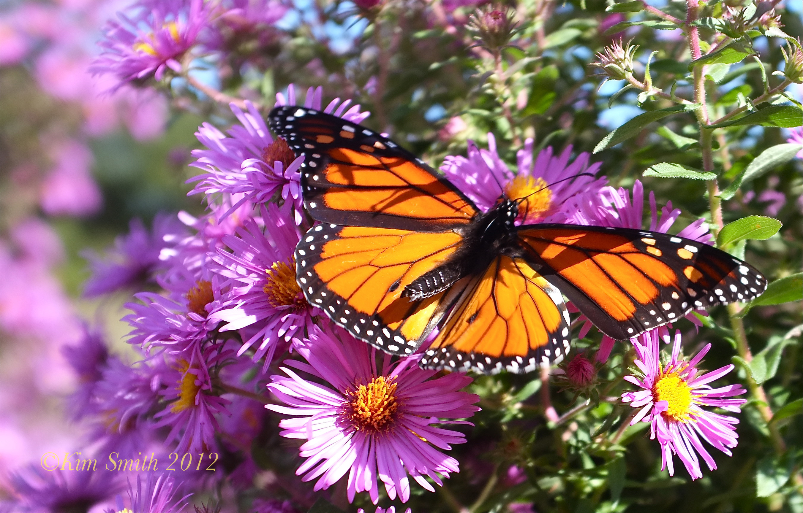 2704x1729 Nectar, Purple, Butterfly, Aster, Brush-footed Butterfly Wallpaper in   Resolution