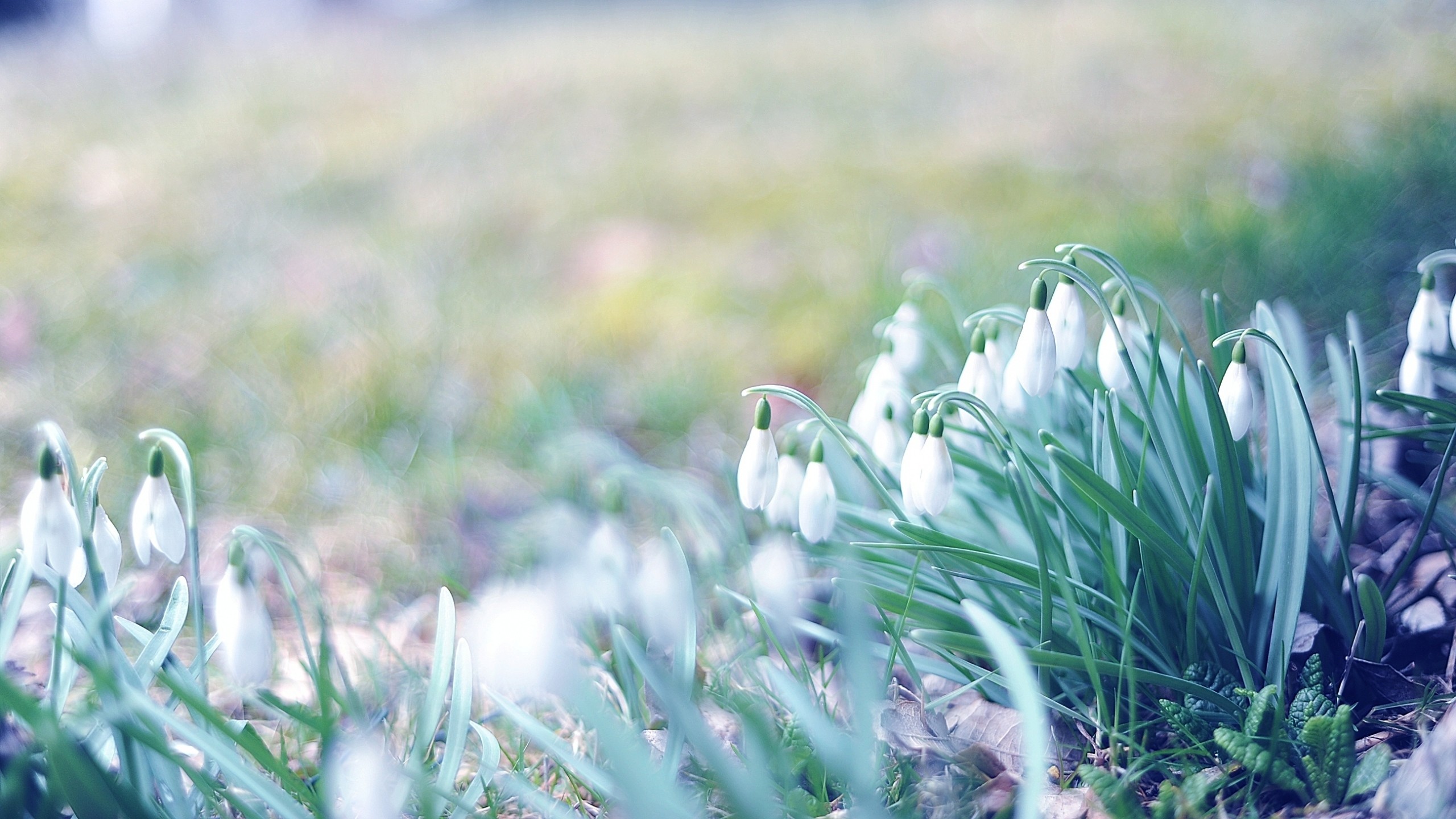 2560x1440 Preview wallpaper spring, snowdrops, grass, light, march 