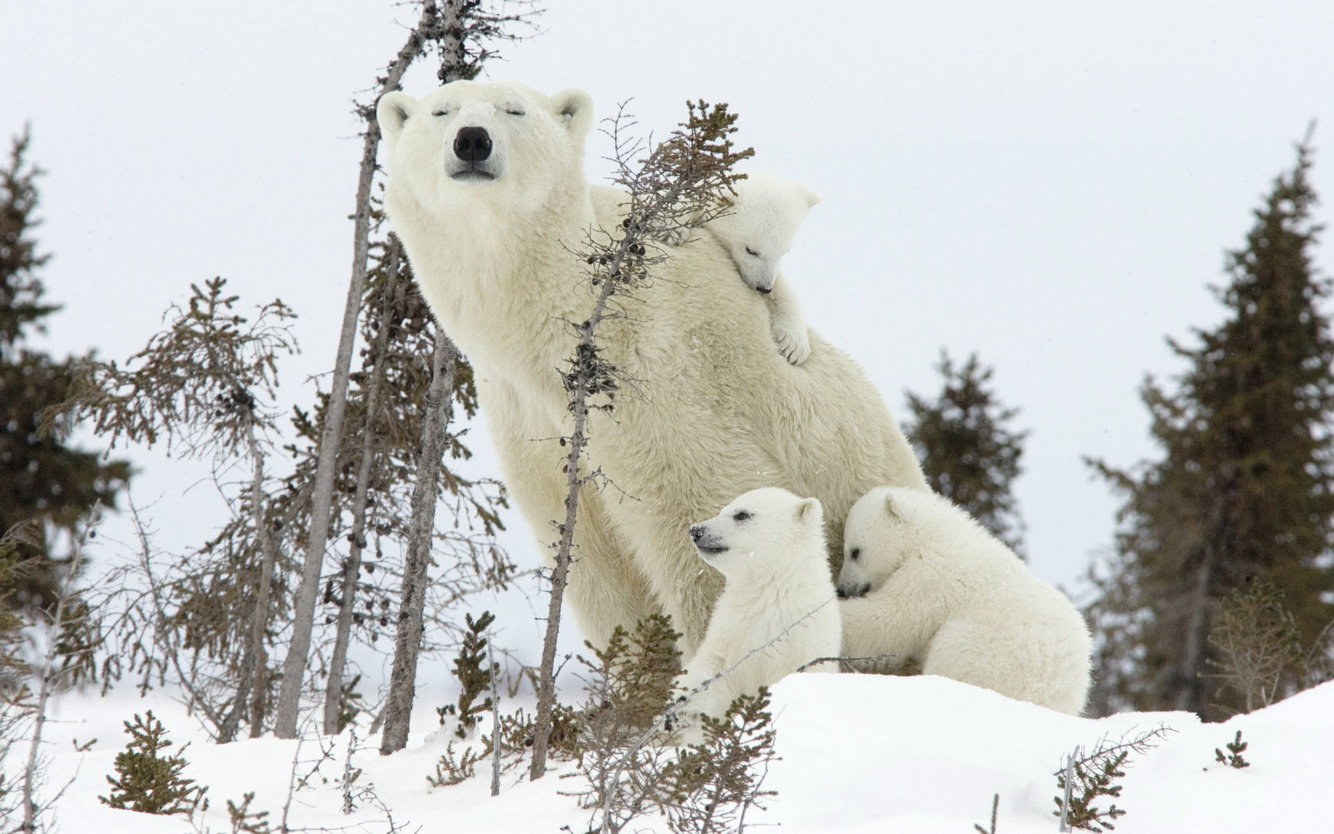1920x1200 Polar Bear Babies Desktop Background. Download  ...
