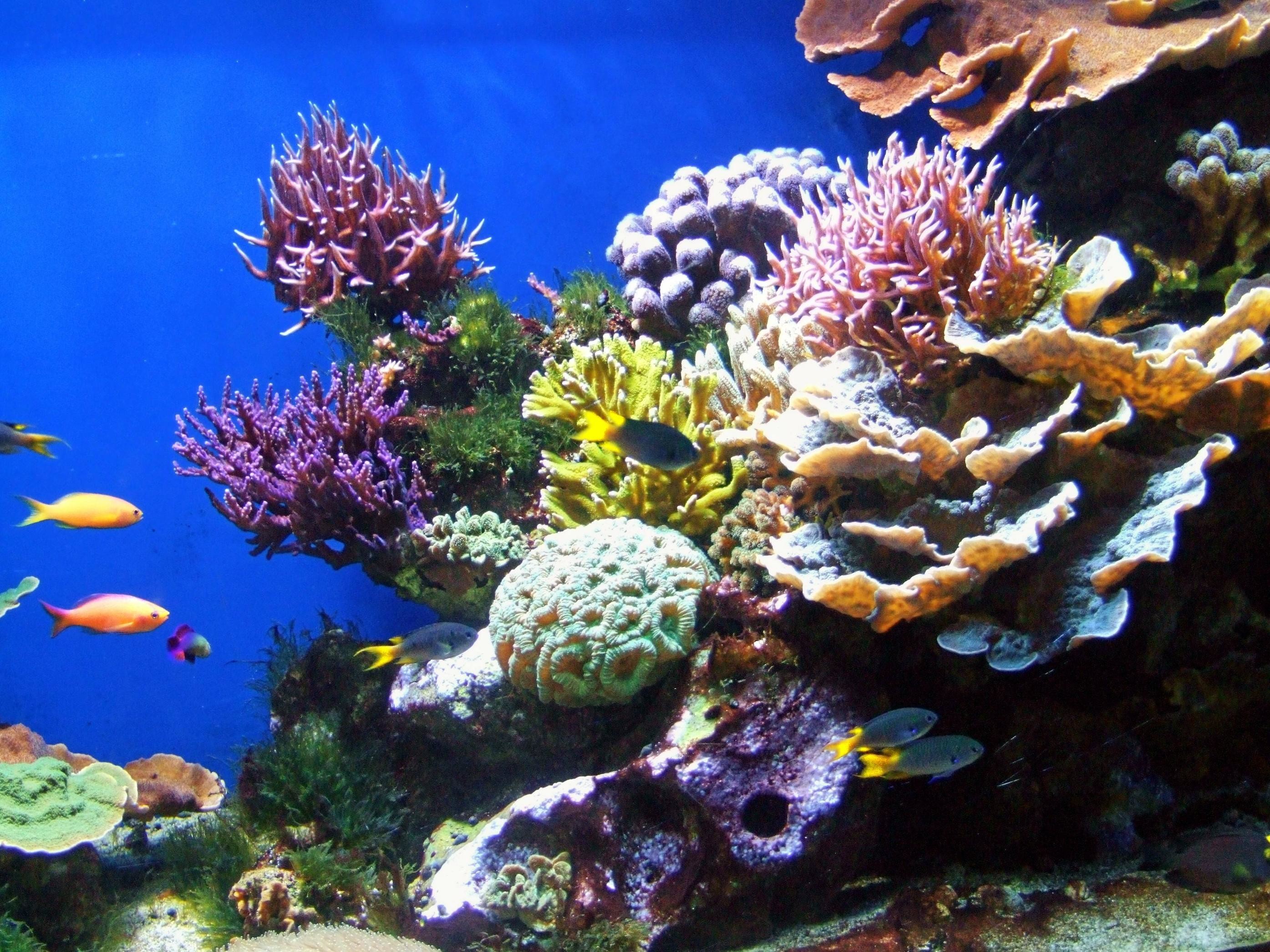 2790x2093 HD Quality Coral Reef Wallpaper | GsFDcY High Quality ...