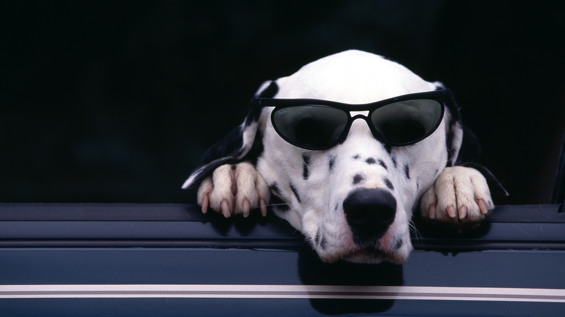 1920x1080  Wallpaper dalmatian, face, sunglasses, dog