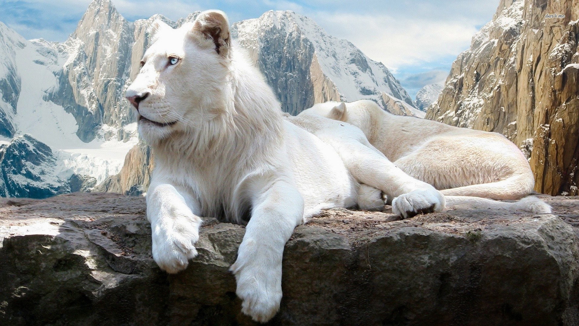 1920x1080 HD Wallpaper | Background ID:509802.  Animal White Lion