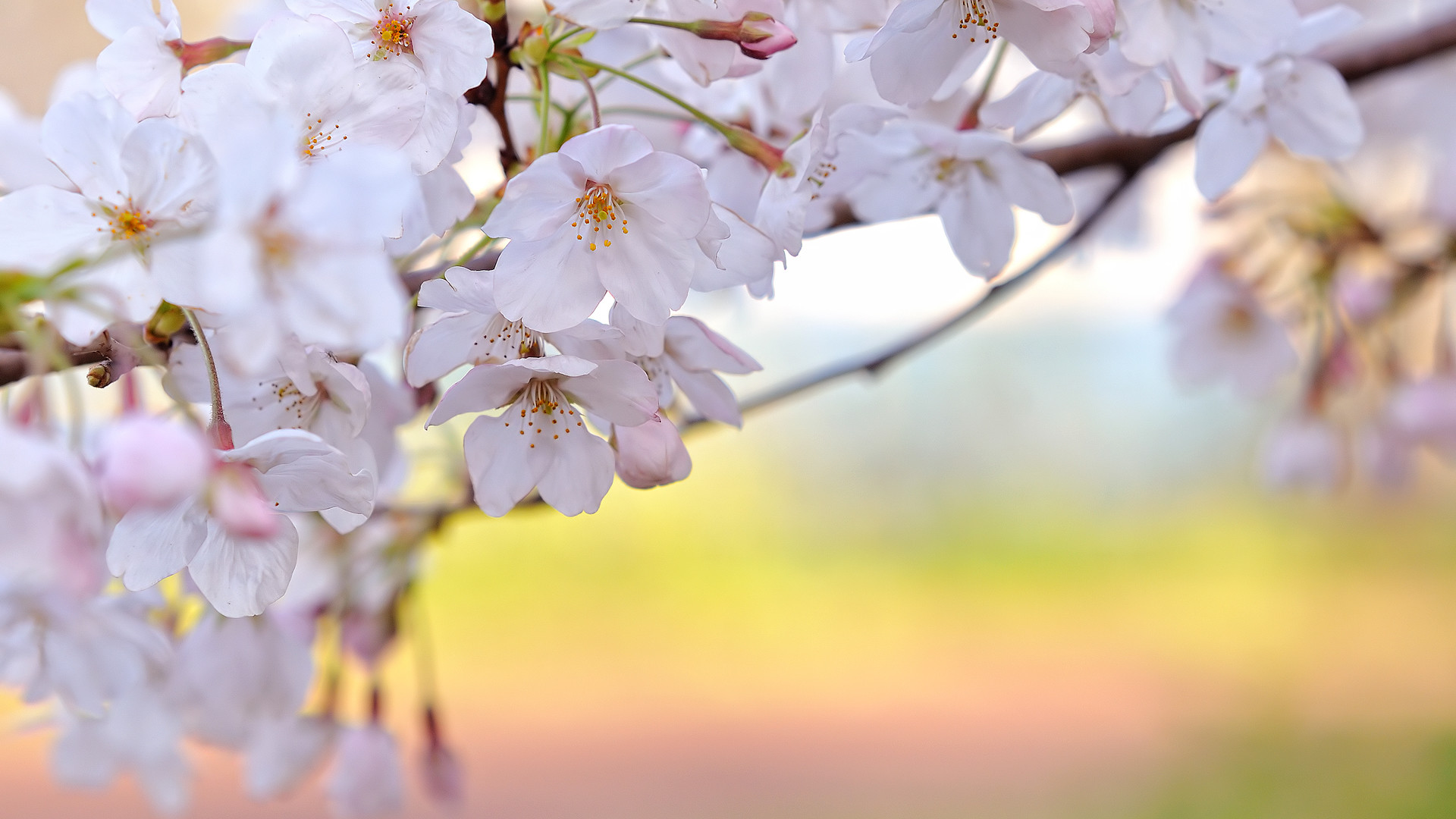 1920x1080 Cherry Blossom Desktop Wallpaper Flowers