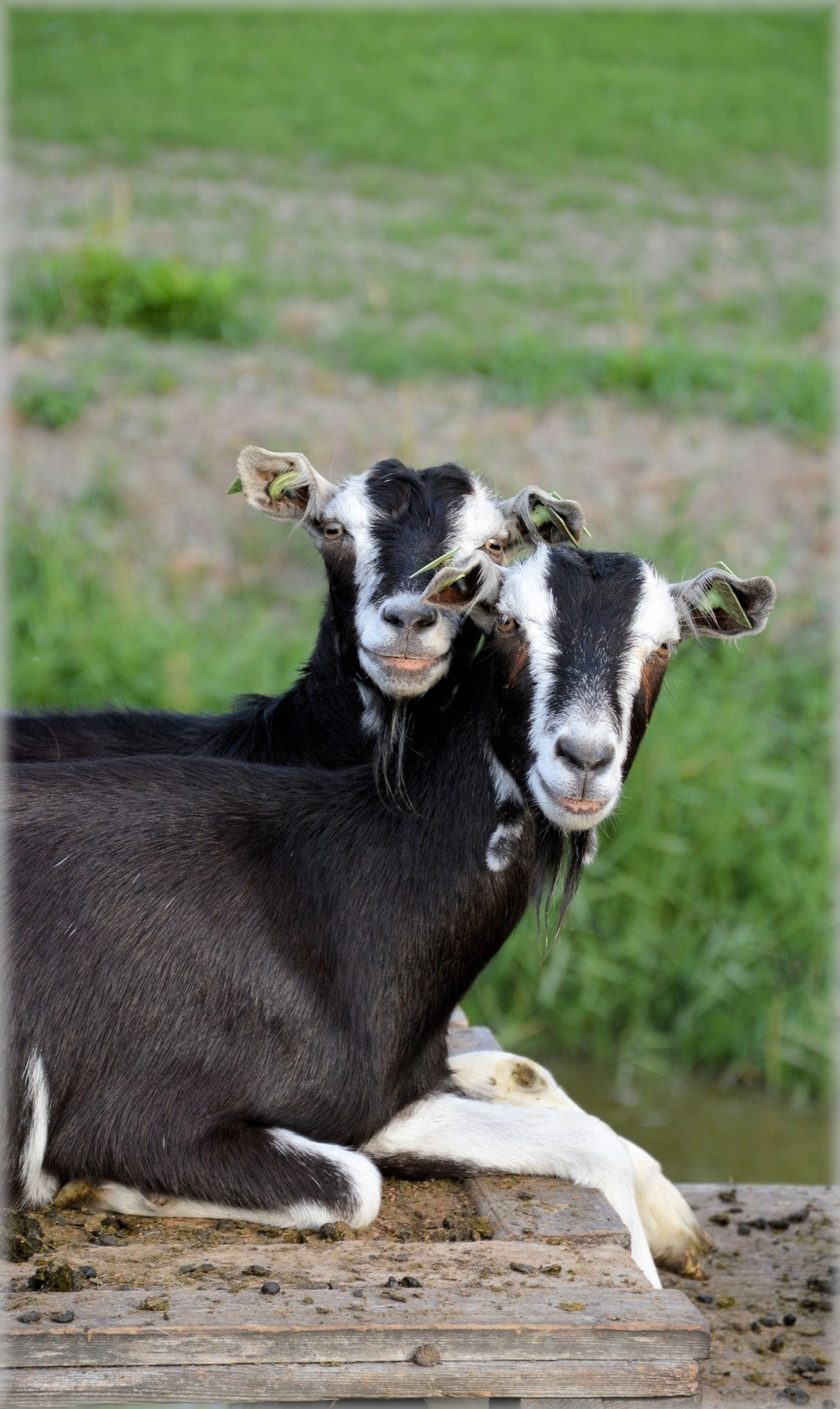 1145x1920 Herd, Goat, Outdoor, Animals, Farm, animal themes, domestic animals