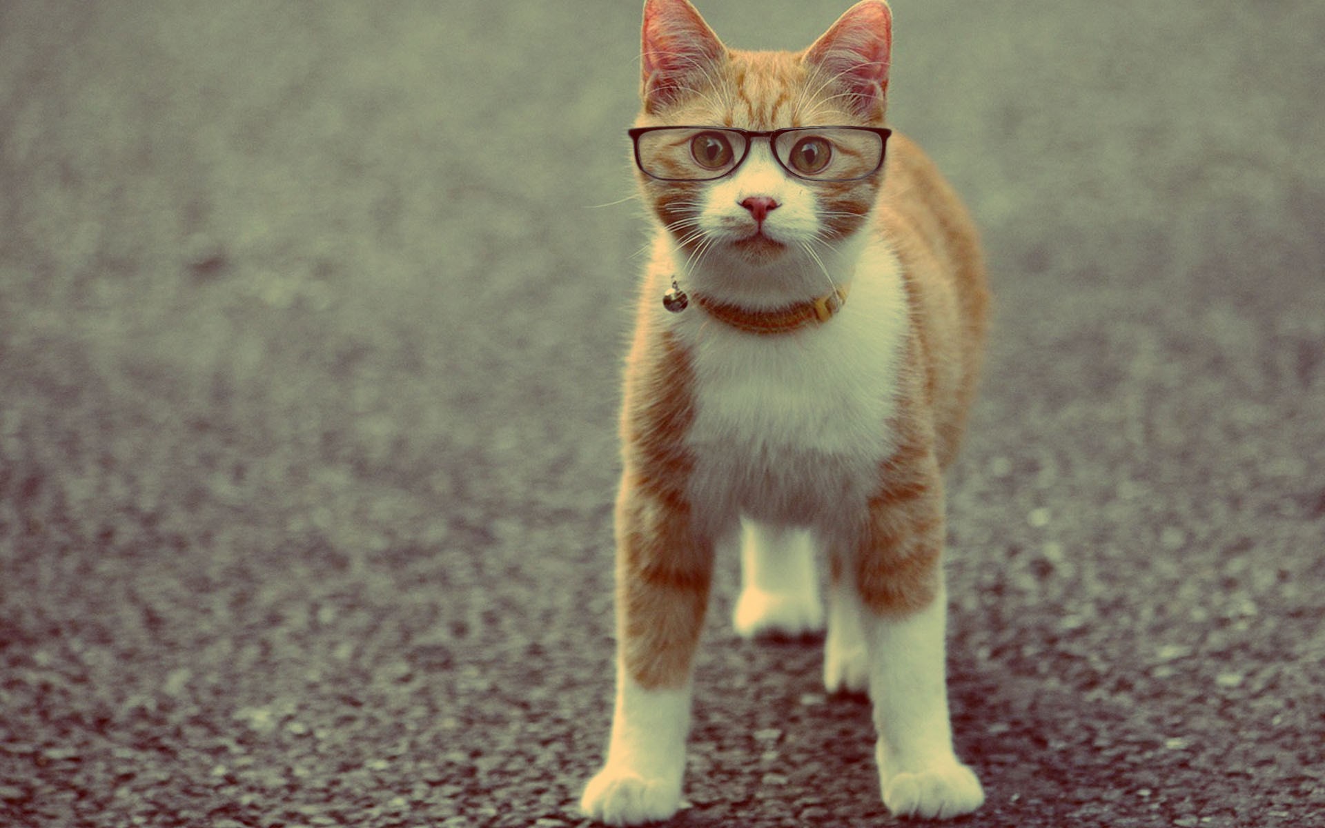 1920x1200 4. This bespectacled pussy