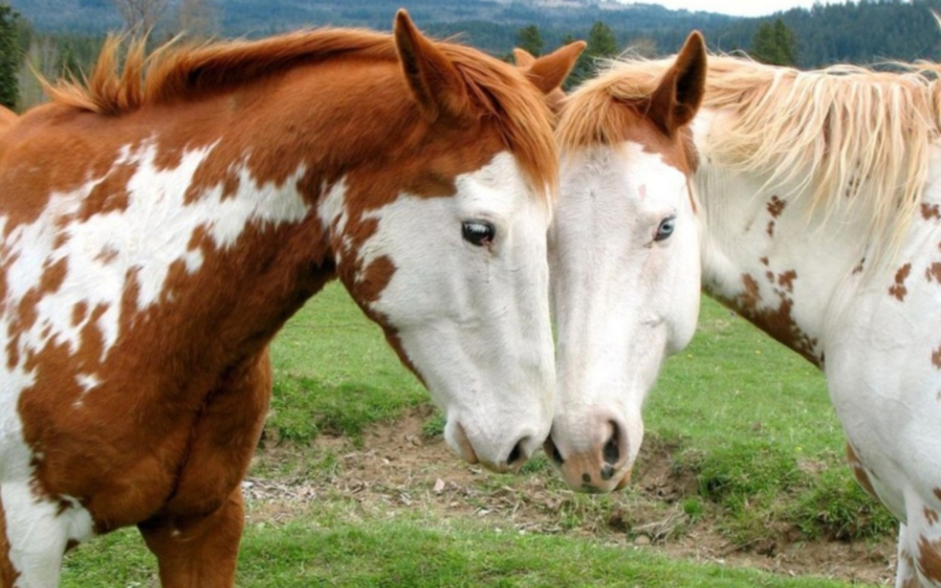 1920x1200 love-for-mhorses