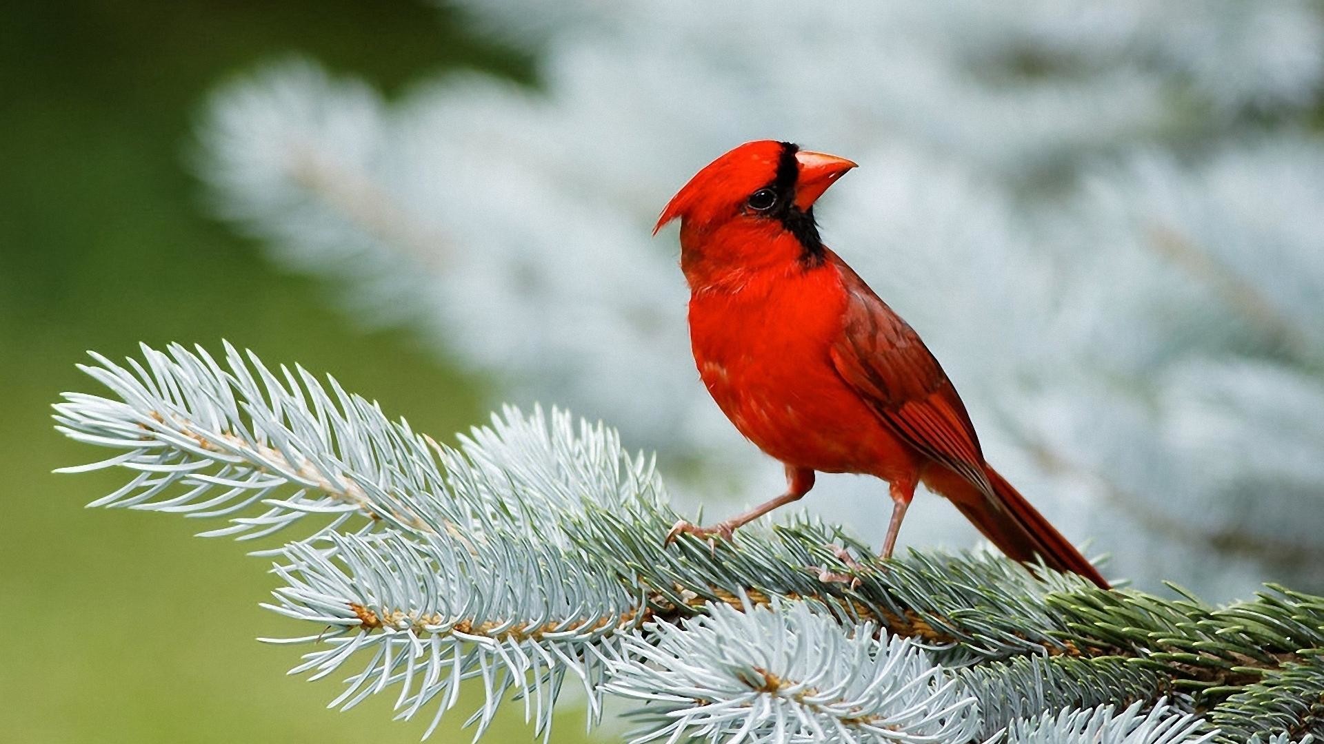 1920x1080 Beautiful Birds Wallpapers | Red Cardinal Bird On White Christmas Tree HD  Wallpaper