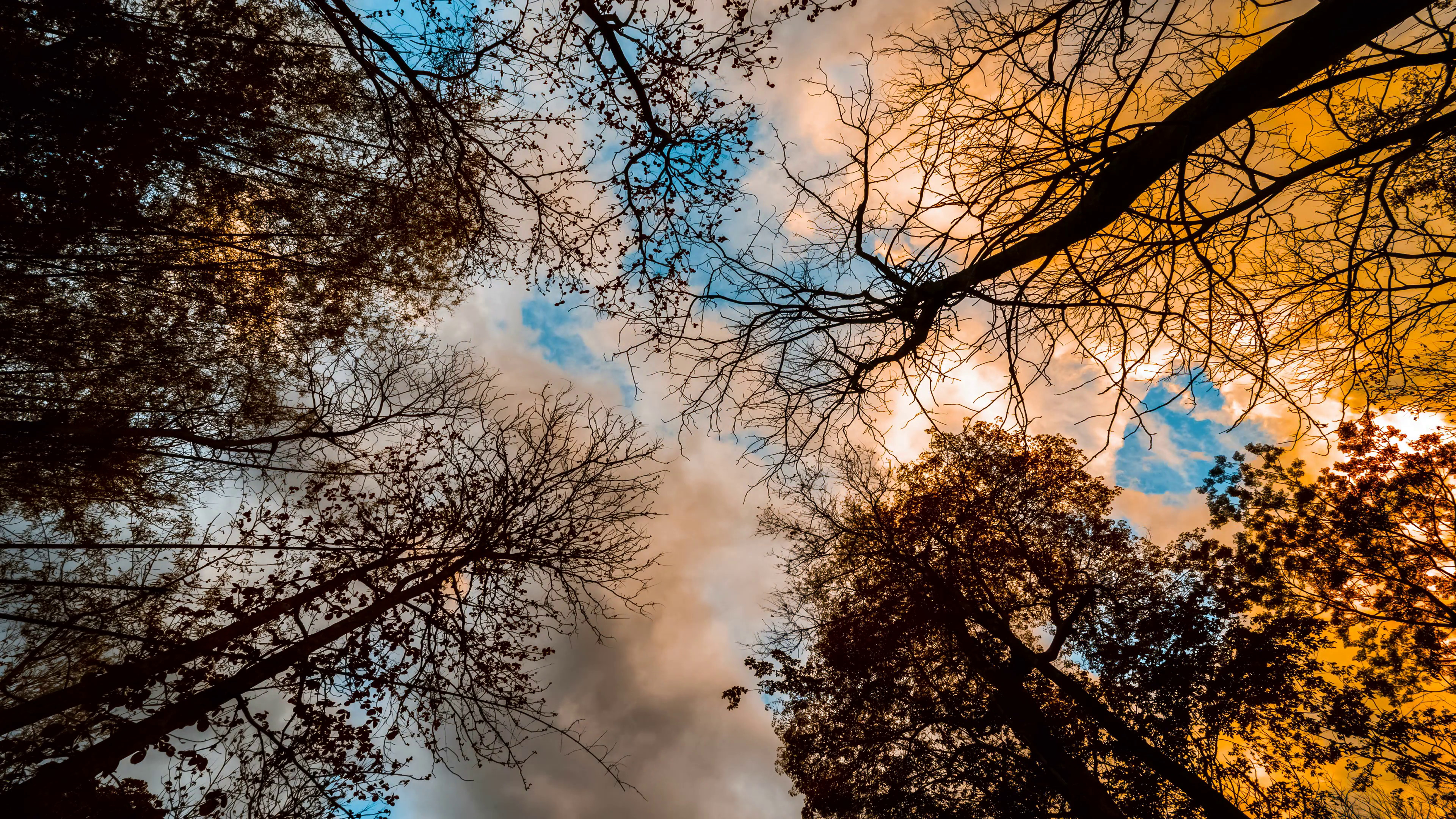 3840x2160 Looking up in a birch trees, Beautiful nature background with running  clouds Stock Video Footage - VideoBlocks