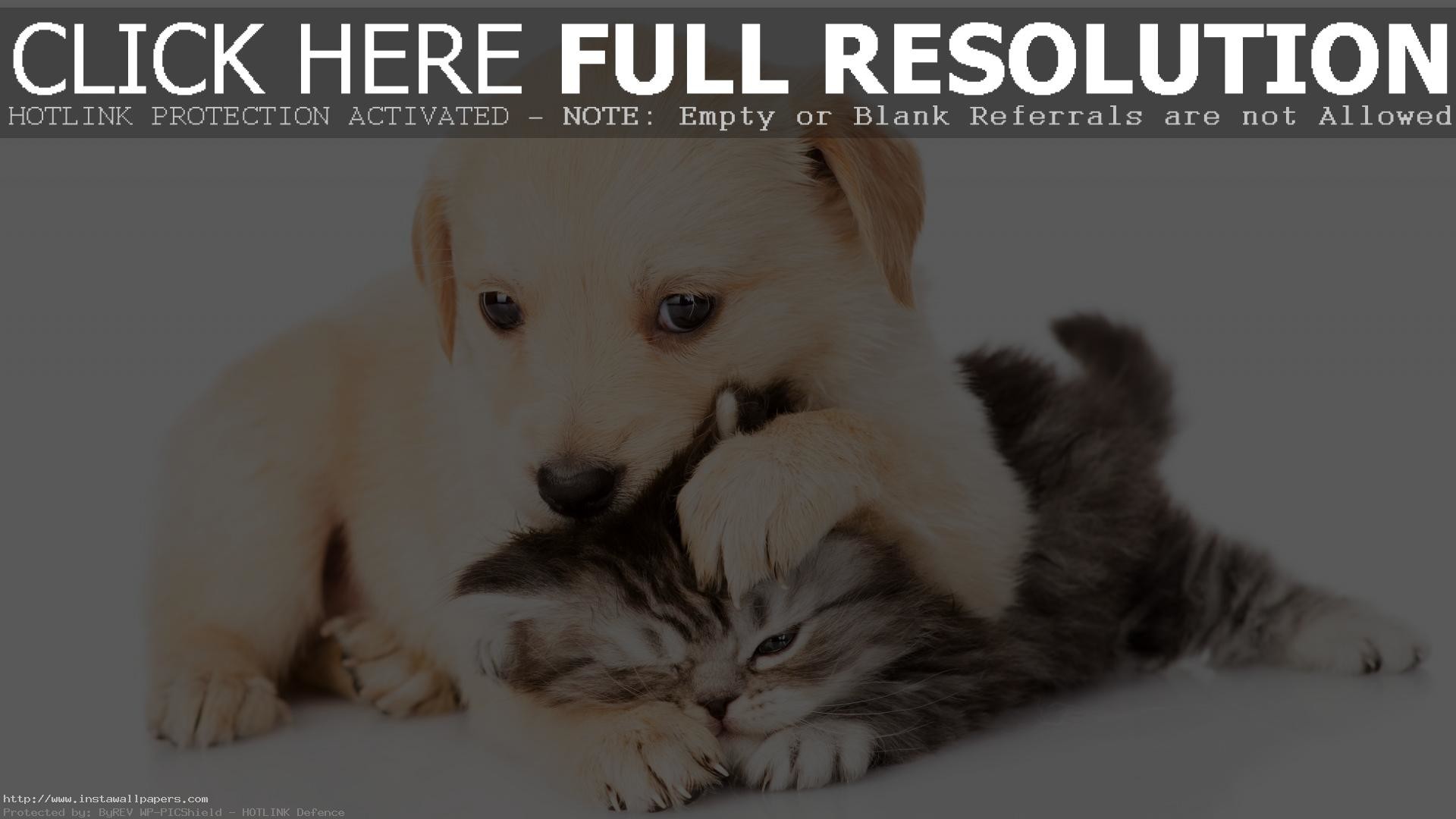 1920x1080 ... Kittens And Puppies Wallpapers 3D 4K wallpaper for desktop Cute Kittens  Puppies image download