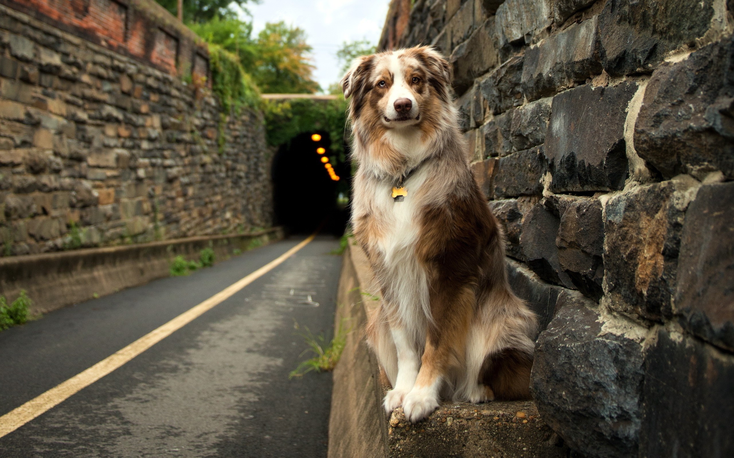 2560x1600 dog, Animals, Road, Tunnel, Australian Shepherd Wallpapers HD / Desktop and  Mobile Backgrounds