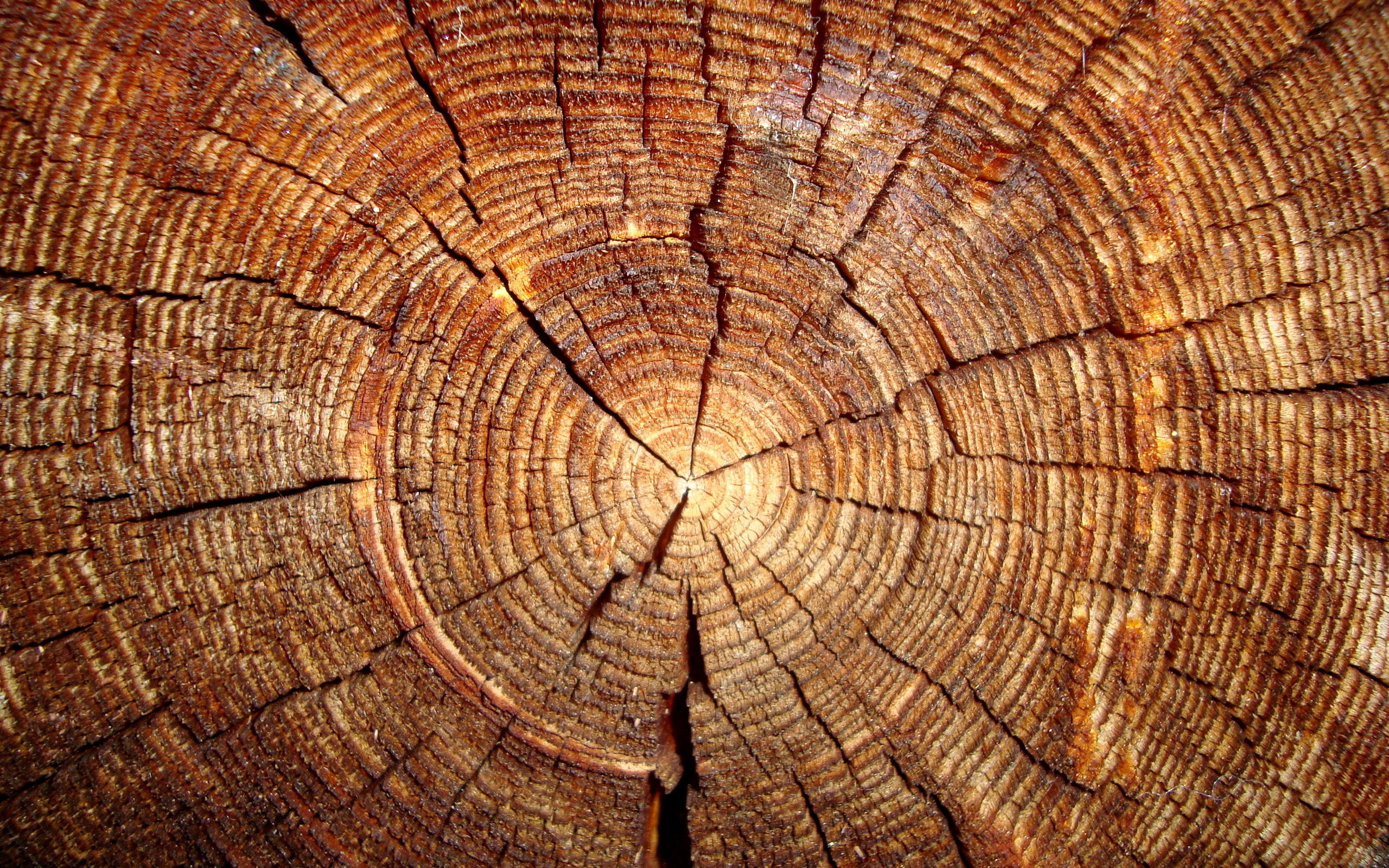2560x1600 Wood-wallpapers-HD-free-download