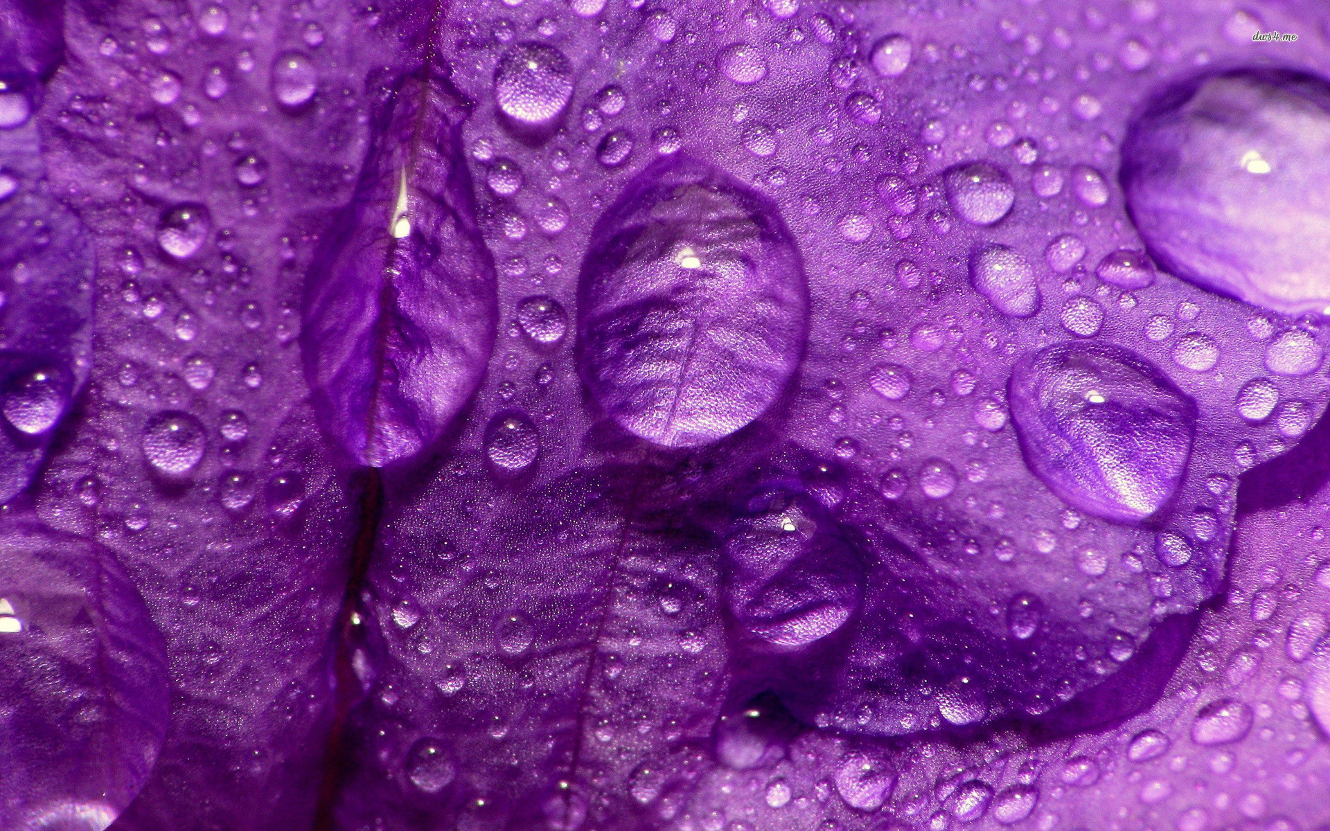 1920x1200 Purple Rain