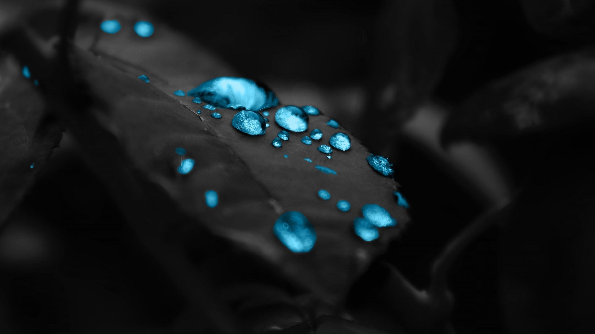 1920x1080 Blue water drops on a black leaf HD Wallpaper