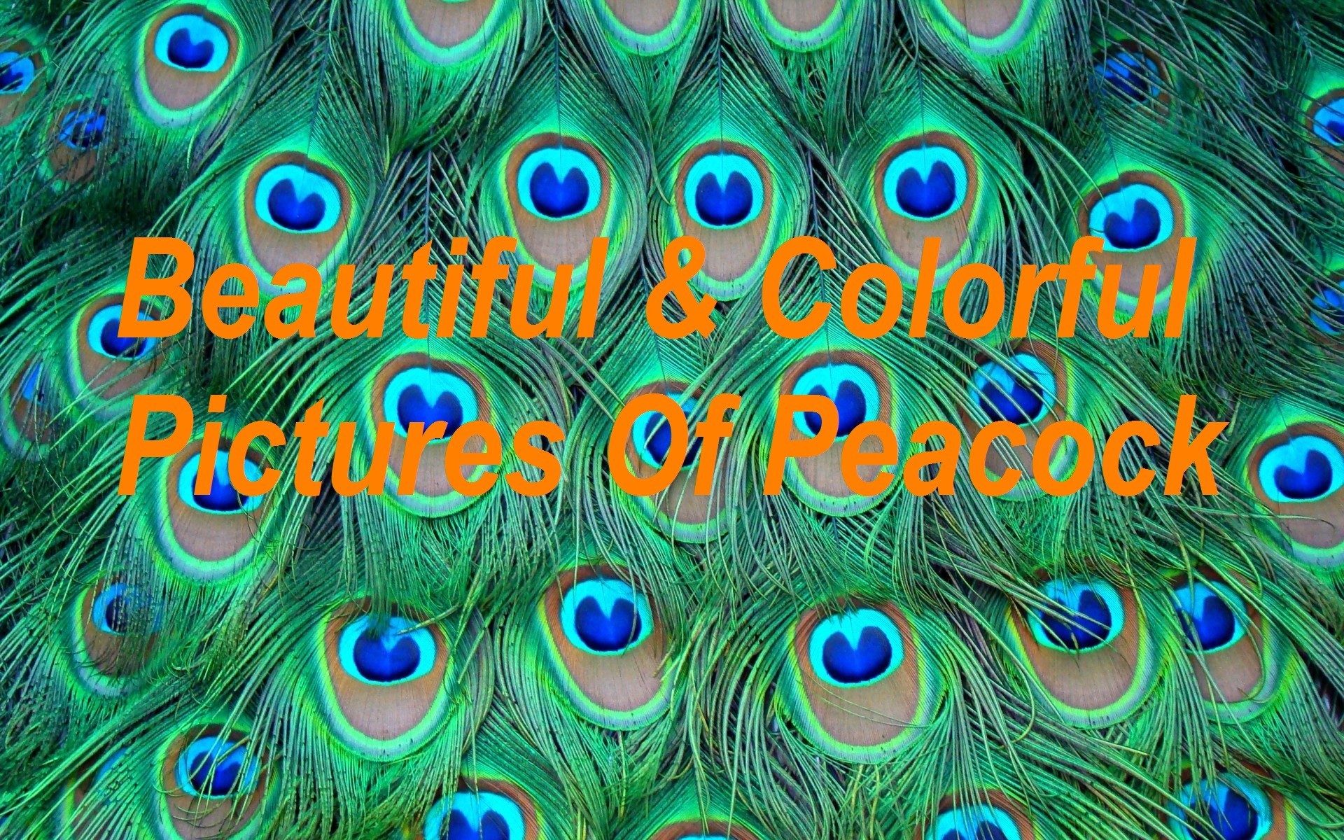 1920x1200 Top 100+ Most Beautiful and Colorful Pictures Of Peacock HD Images Free  Download