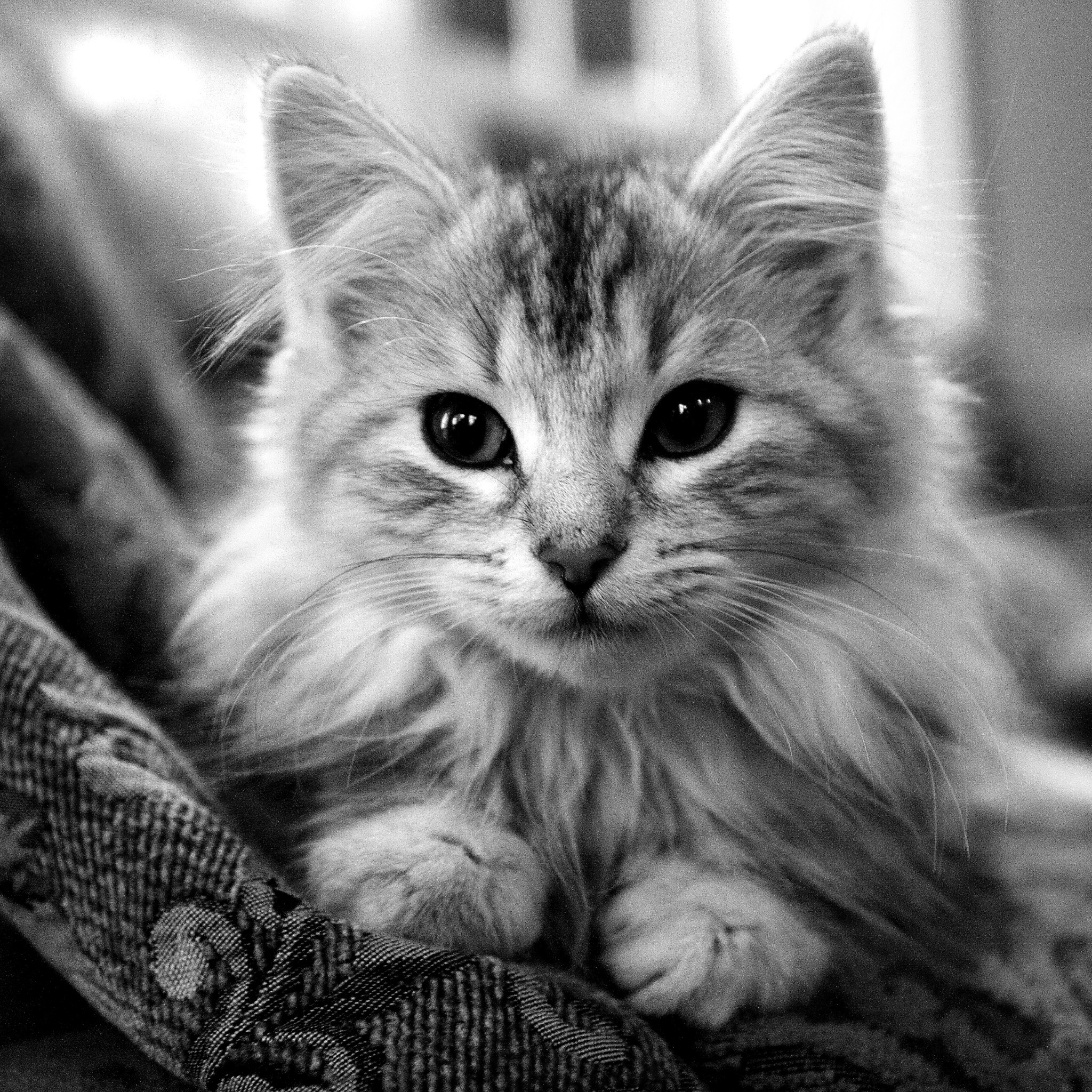2048x2048 Image detail for -Beautiful Cats iPad 3 Wallpapers HD | 1080p HD Wallpapers