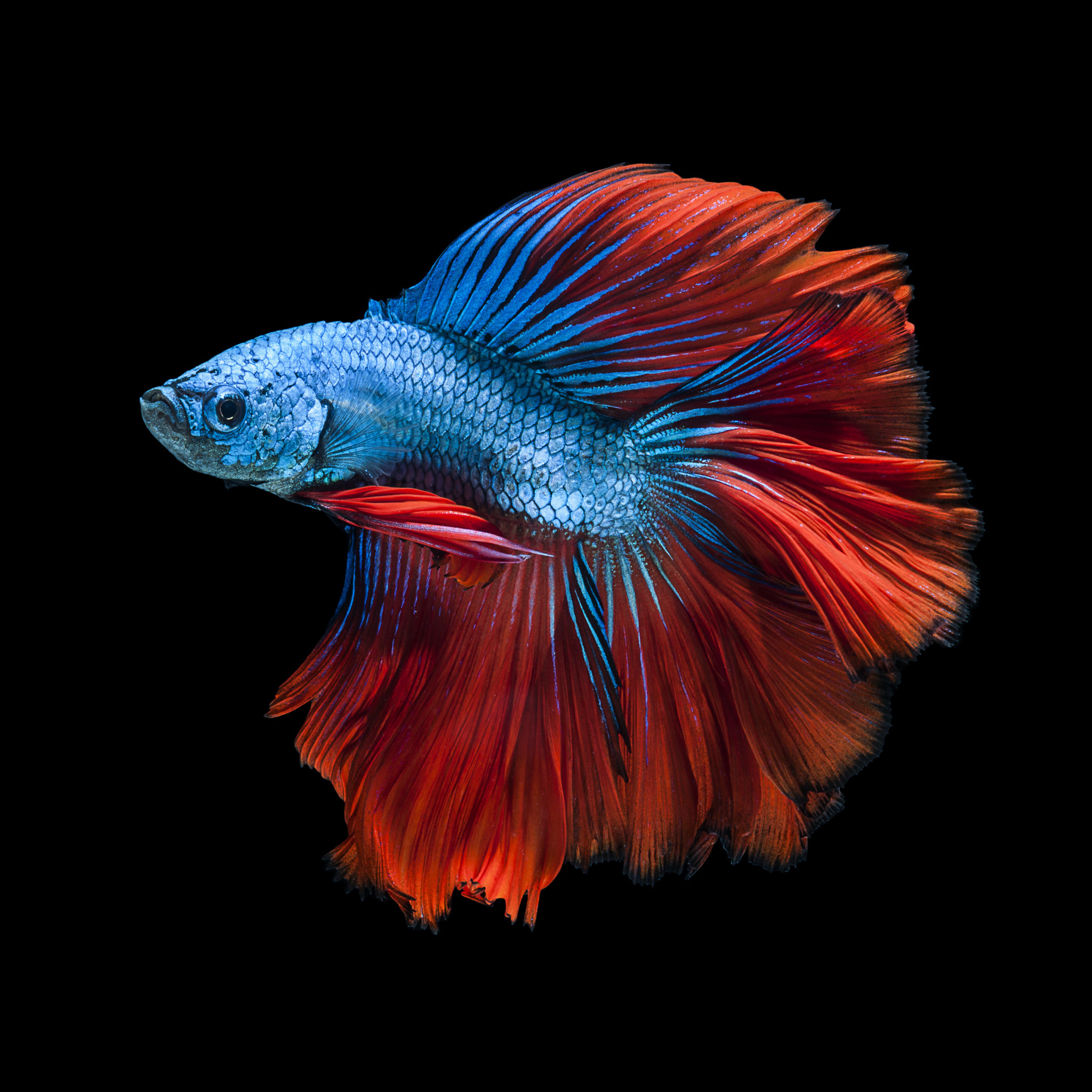 2048x2048 Apple iPhone Wallpaper with Red and Blue Betta Fish and Dark Background in