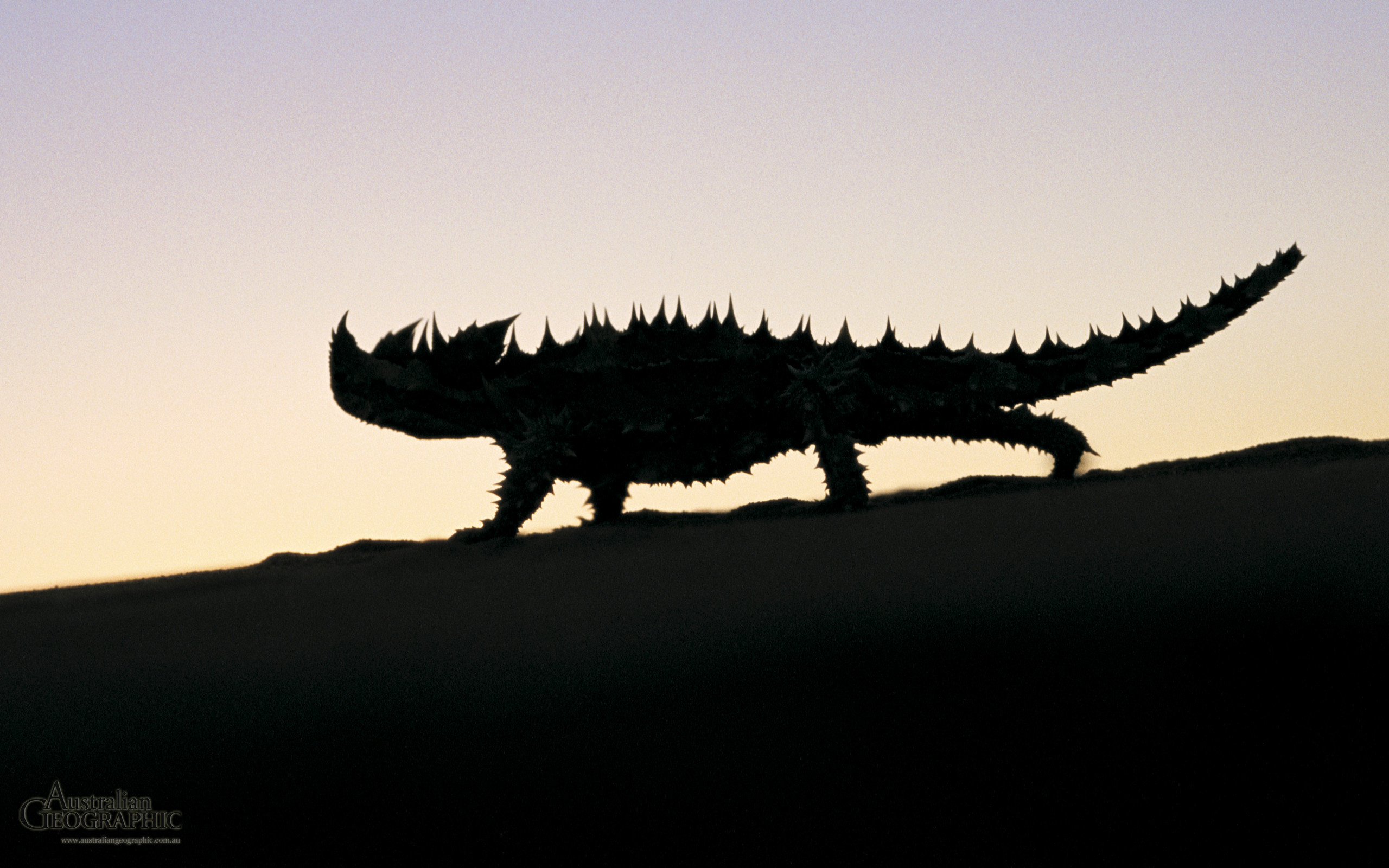 2560x1600 Wallpapers. Images of Australia: Thorny devil