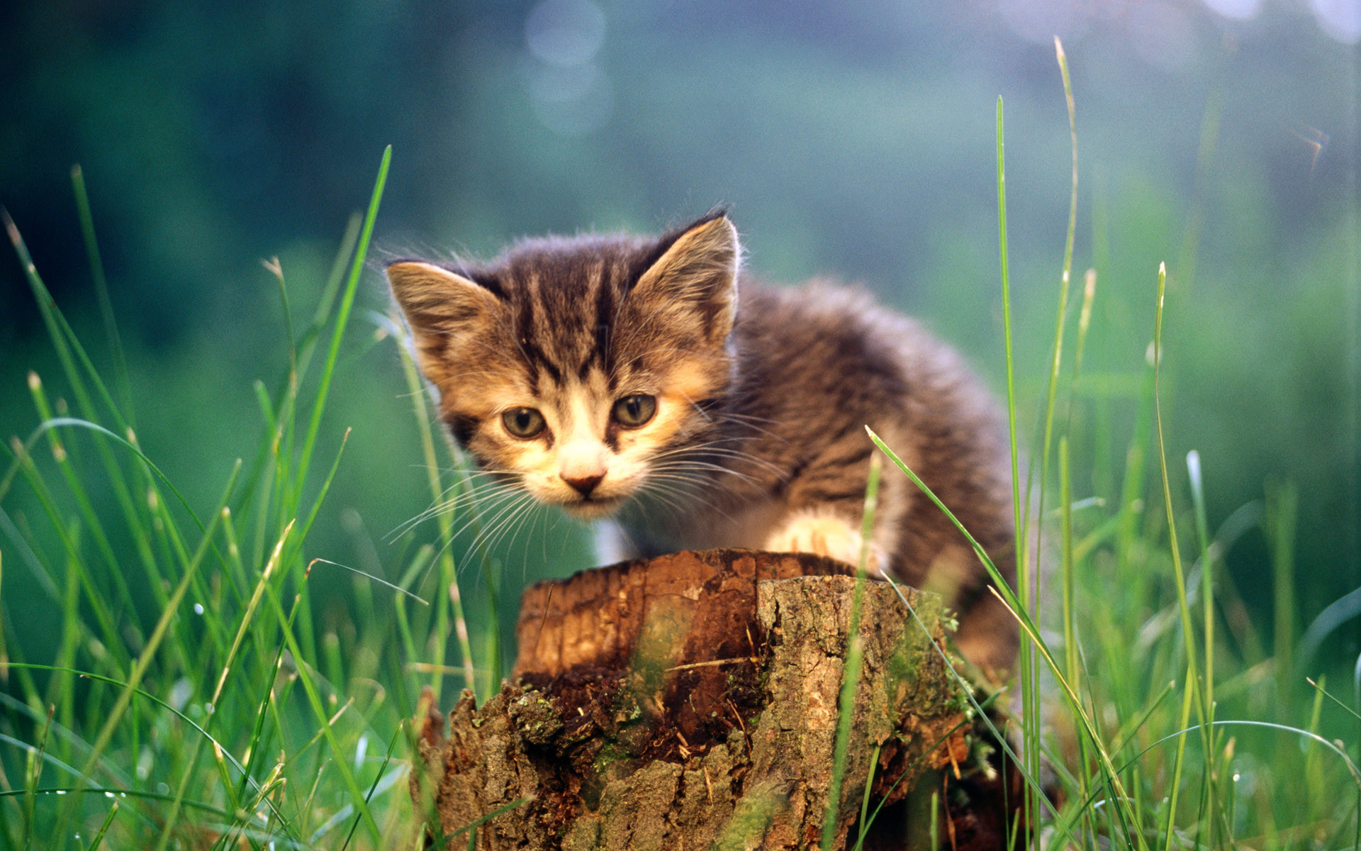 1920x1200 Cat in Forest Grass Wallpapers HD Pictures