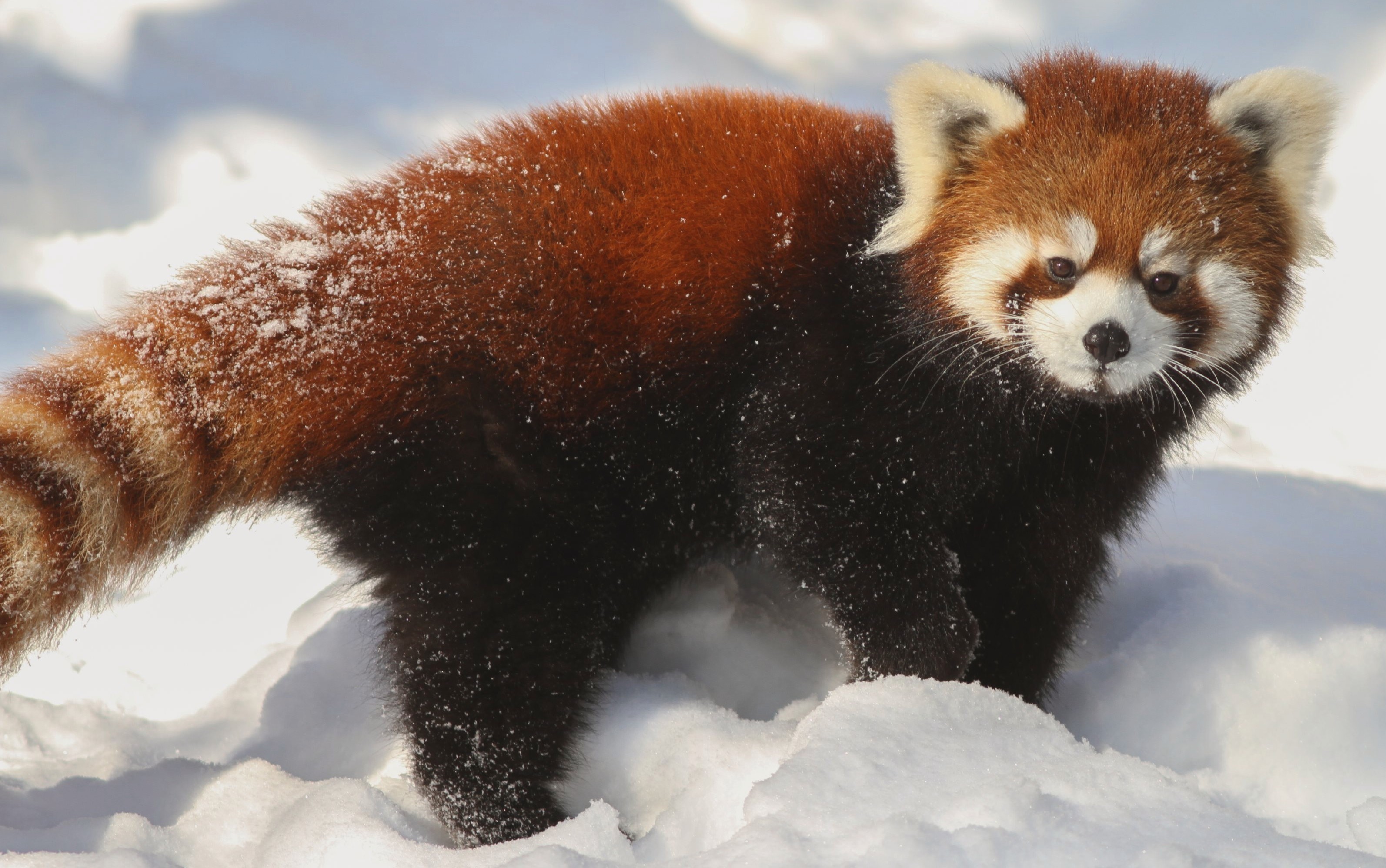 3187x1996 Red Panda high quality wallpapers