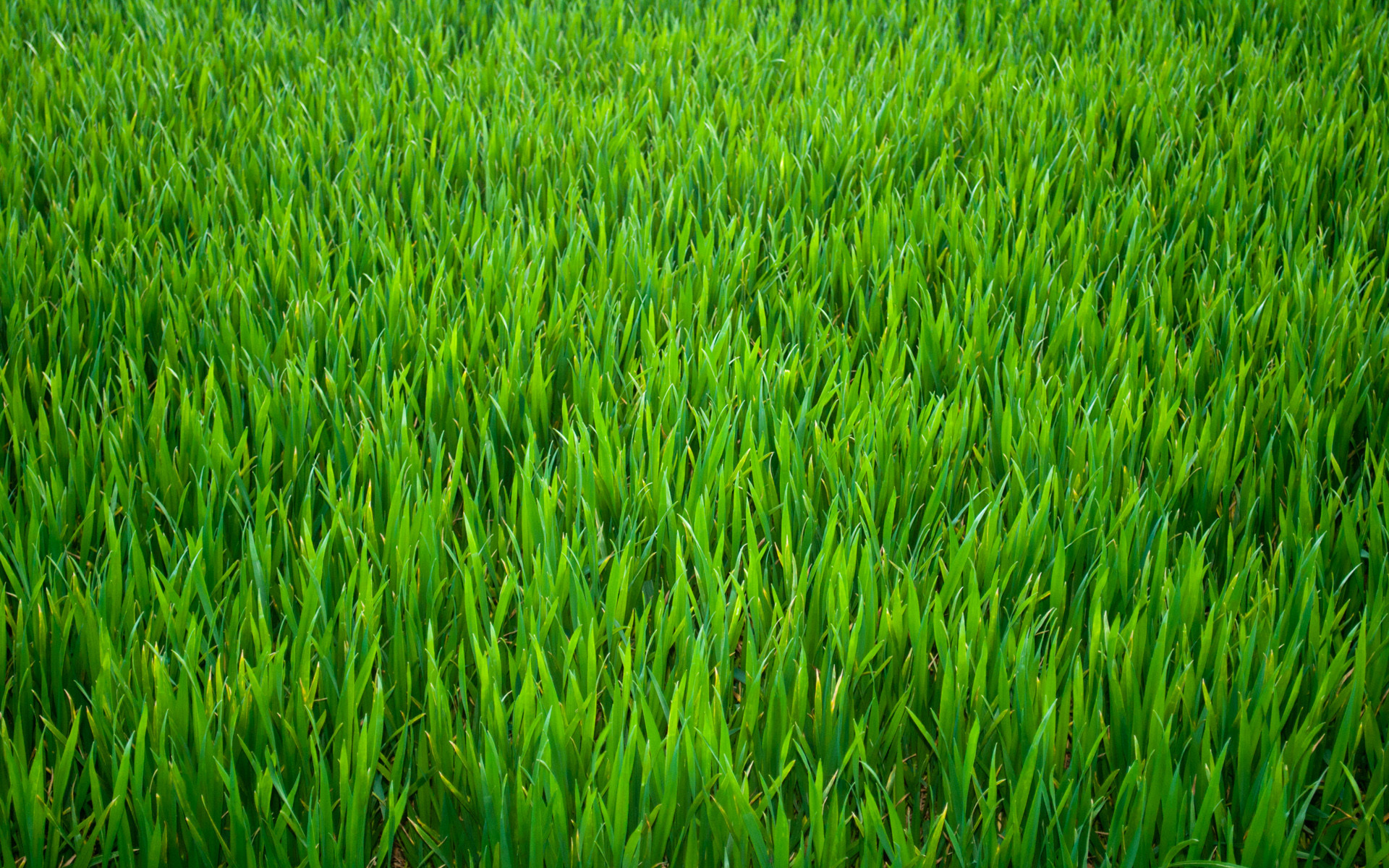 1920x1200 green-nature-green-grass-36-background-HD-wallpaper