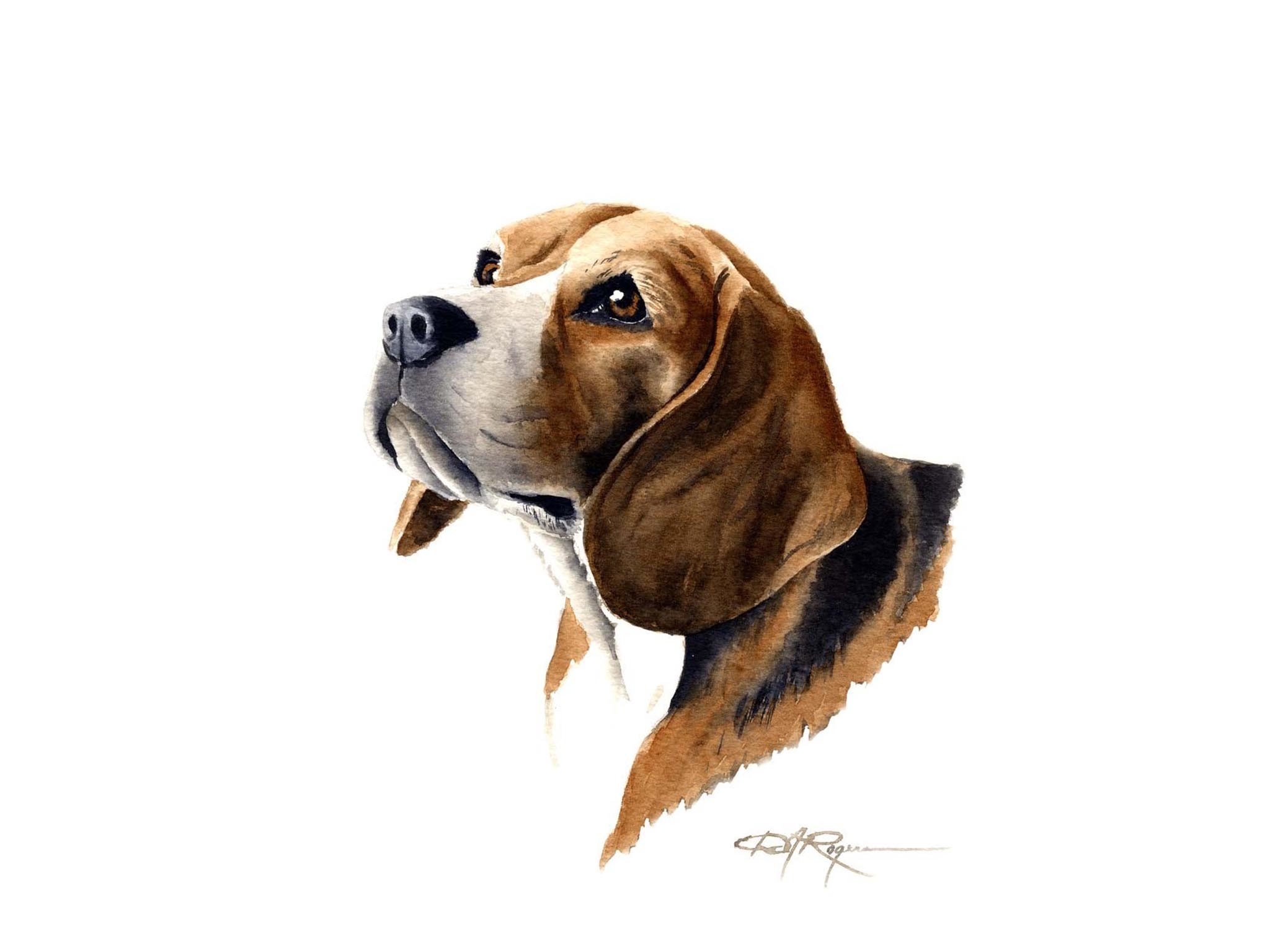 2048x1536 Beagle Dog Wallpaper 