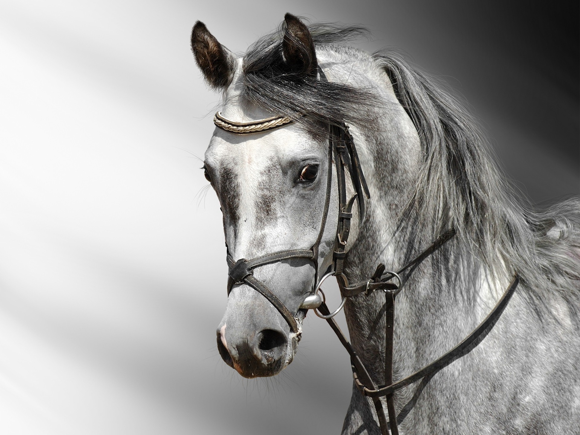 1920x1440 Horse wallpapers hd Pictures Free Download HD Walls