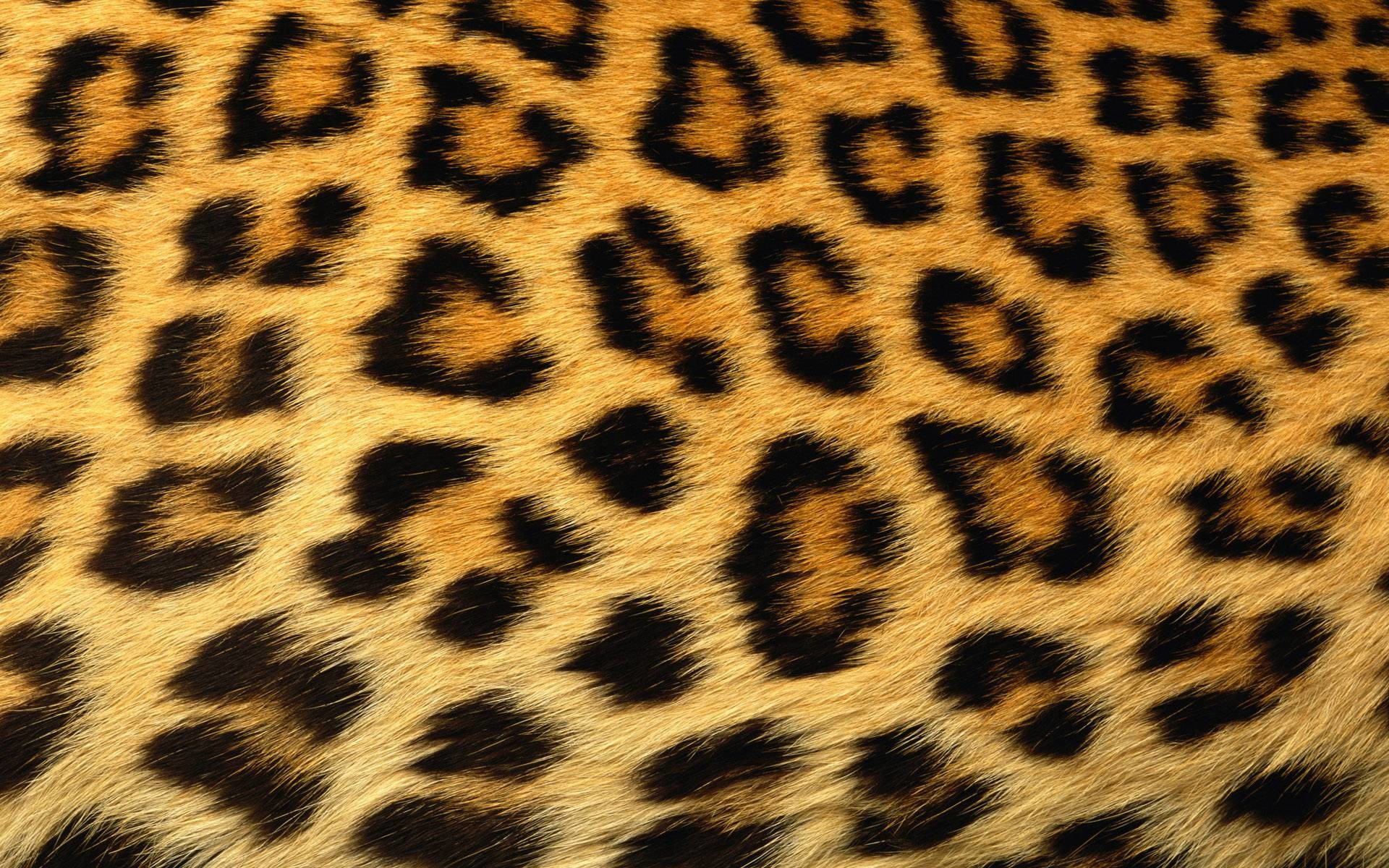 1920x1200 cheetah-backgrounds
