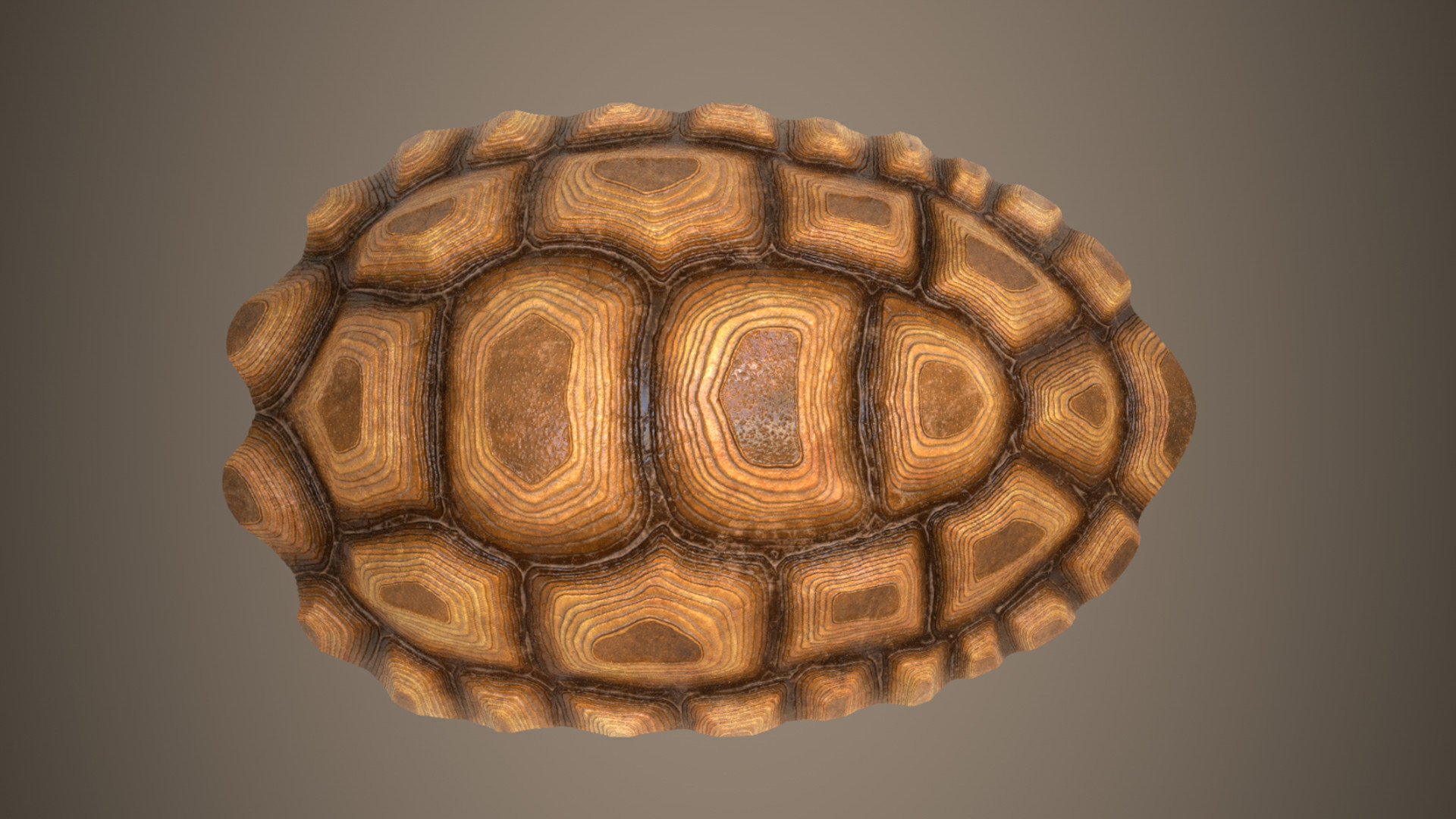 1920x1080 Preview 4. Tortoise diffuse