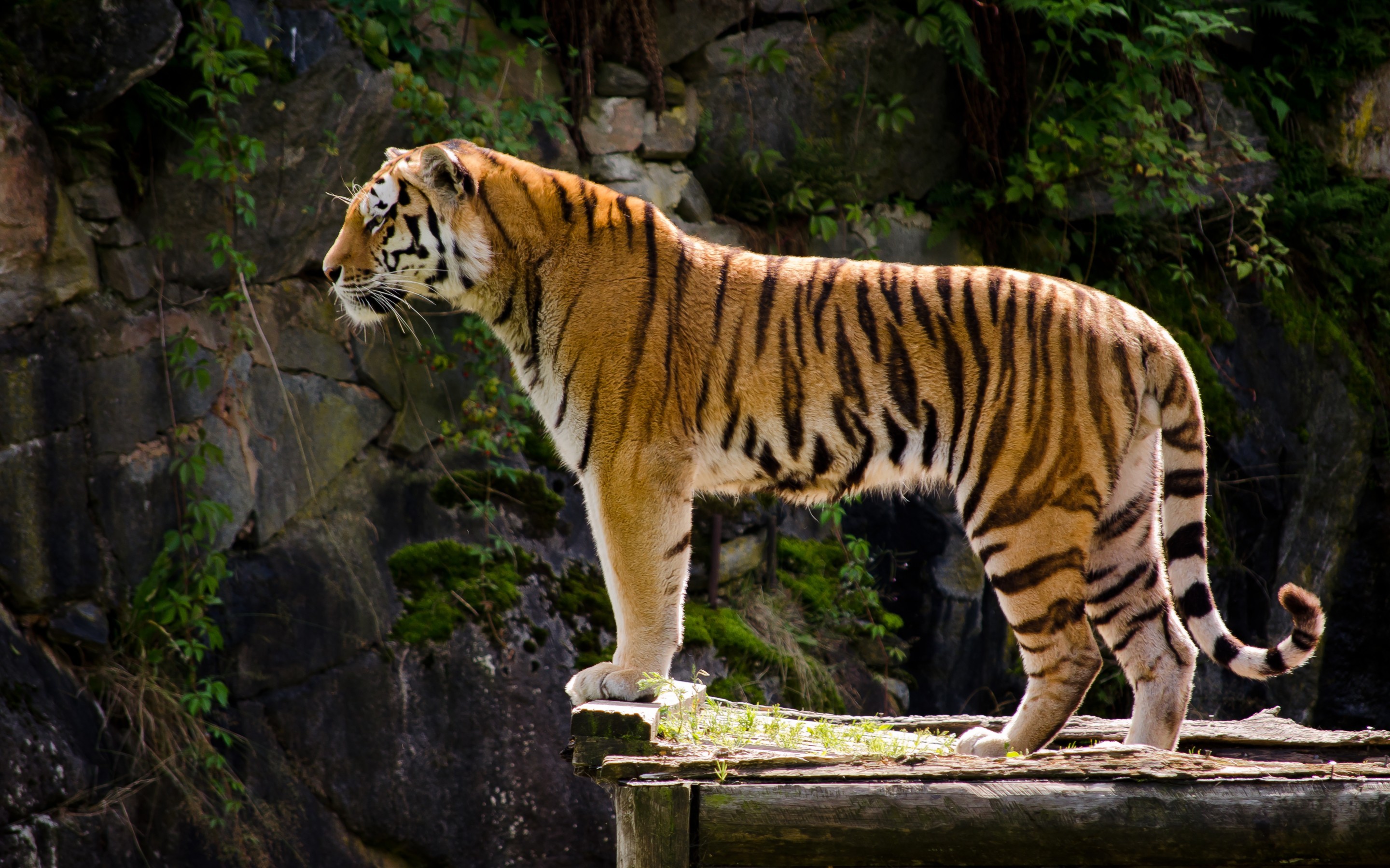 2880x1800 HD Wallpaper | Background ID:421910.  Animal Tiger