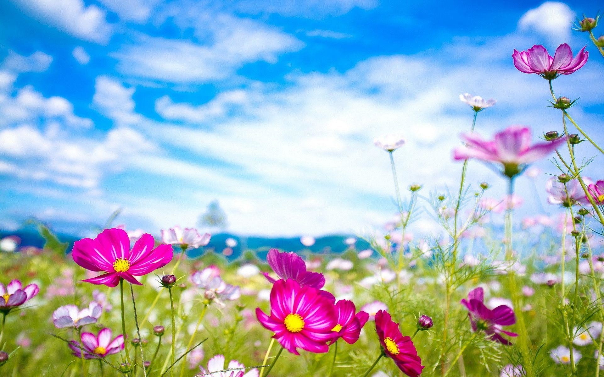 1920x1200 Summer Wallpaper Backgrounds 2014 Hd Images 3 HD Wallpapers | Hdimges.
