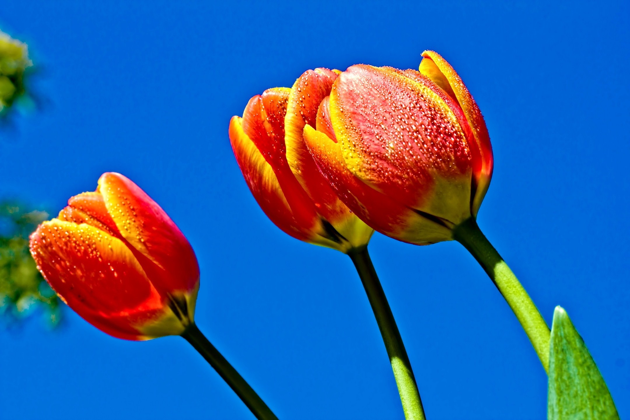 2160x1440 Tulips Flowers Sky Wallpaper  768x512