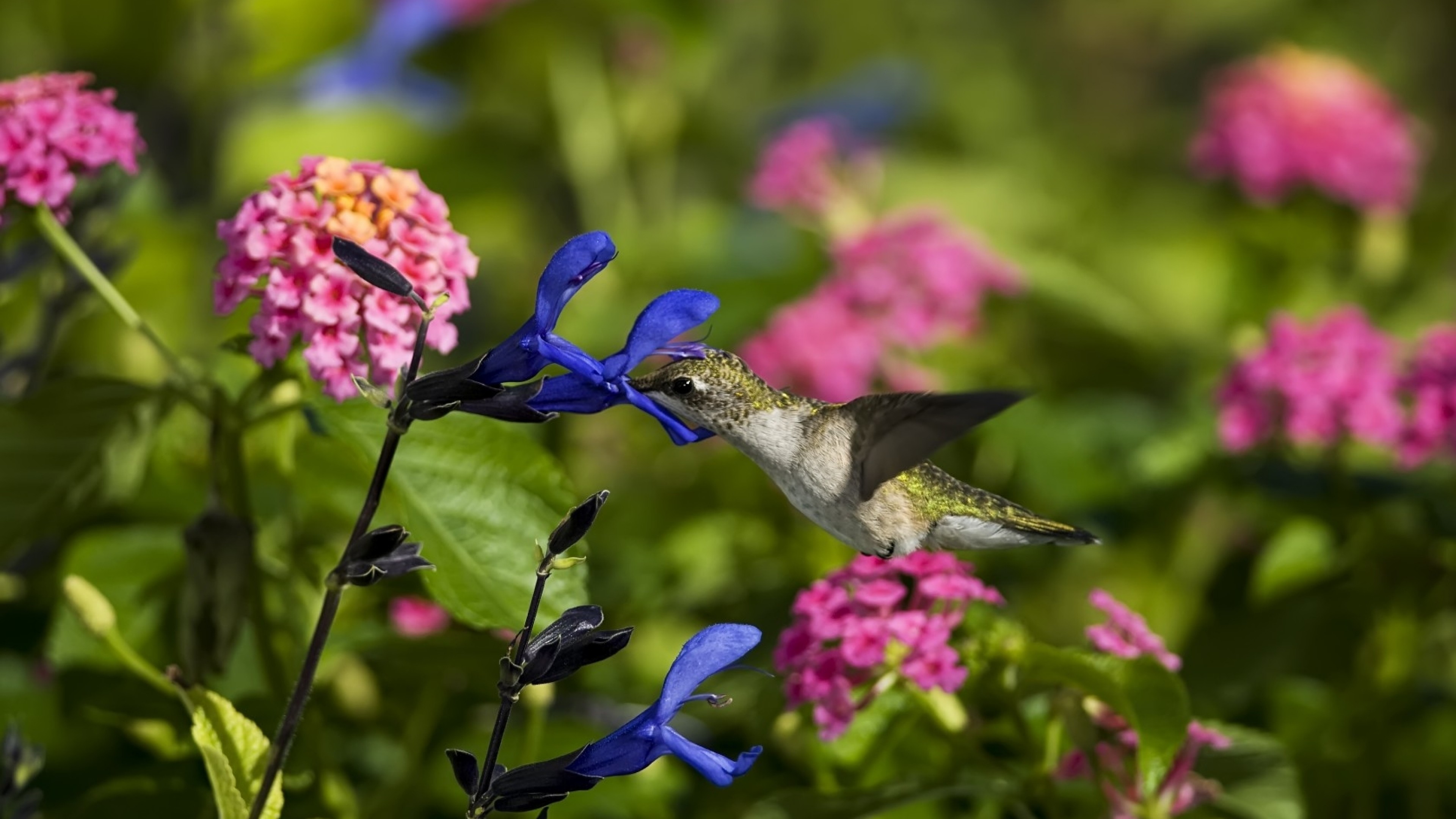 3840x2160 Preview wallpaper birds, hummingbirds, flowers, field 