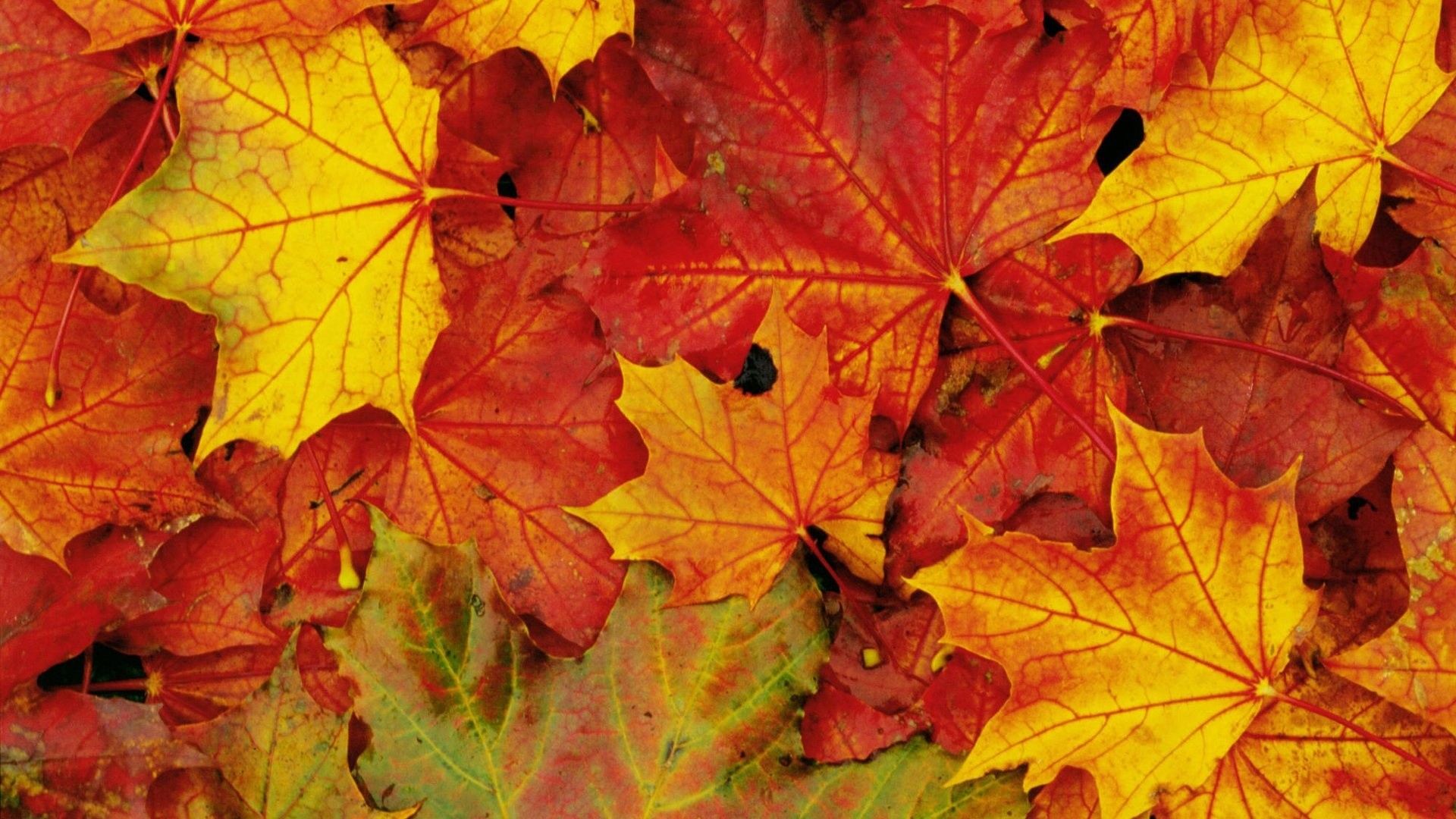 1920x1080 Leaf Wallpaper HD Free Download Maple leaf wallpaper hd.