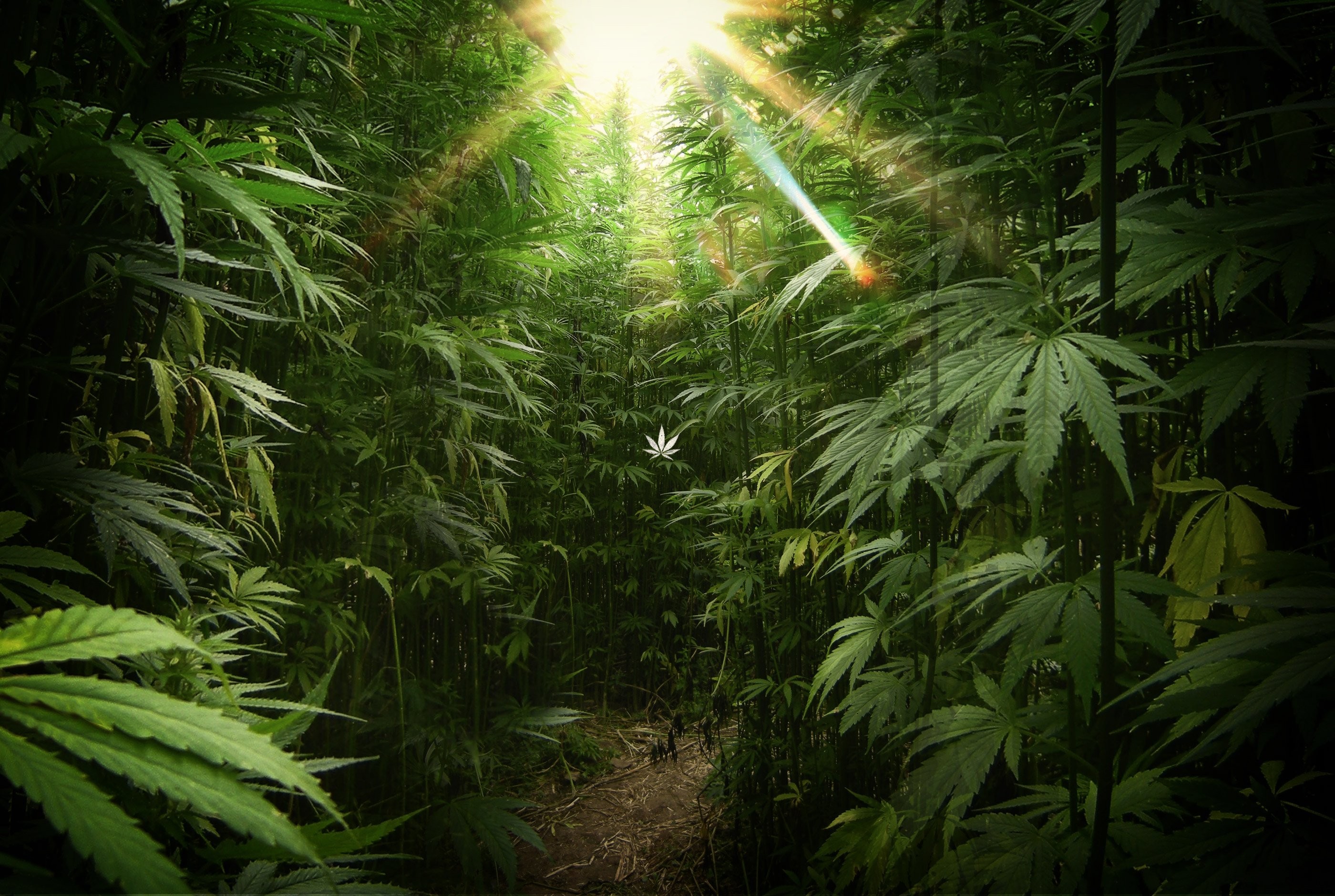 2800x1880 Weed drugs marijuana 420 nature psychedelic plant cannabis rasta reggae  drug trippy wallpaper |  | 1012105 | WallpaperUP