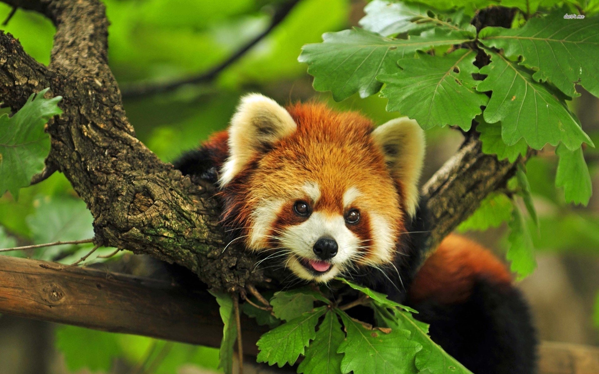 1920x1200 Related Wallpapers from Guinea Pig Wallpaper. Large Red Panda Wallpapers