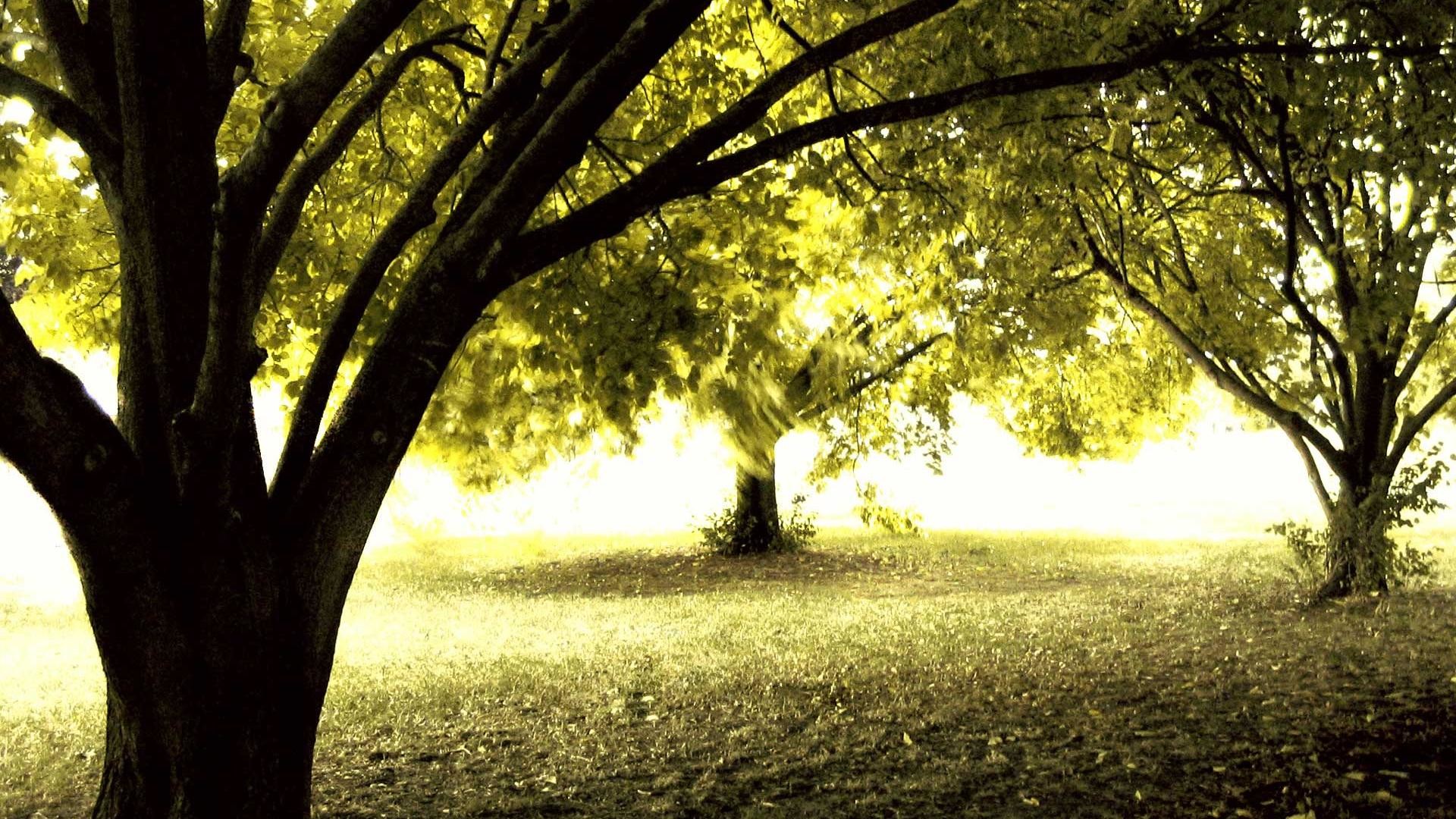 1920x1080 Collection of Cool Tree Backgrounds on HDWallpapers