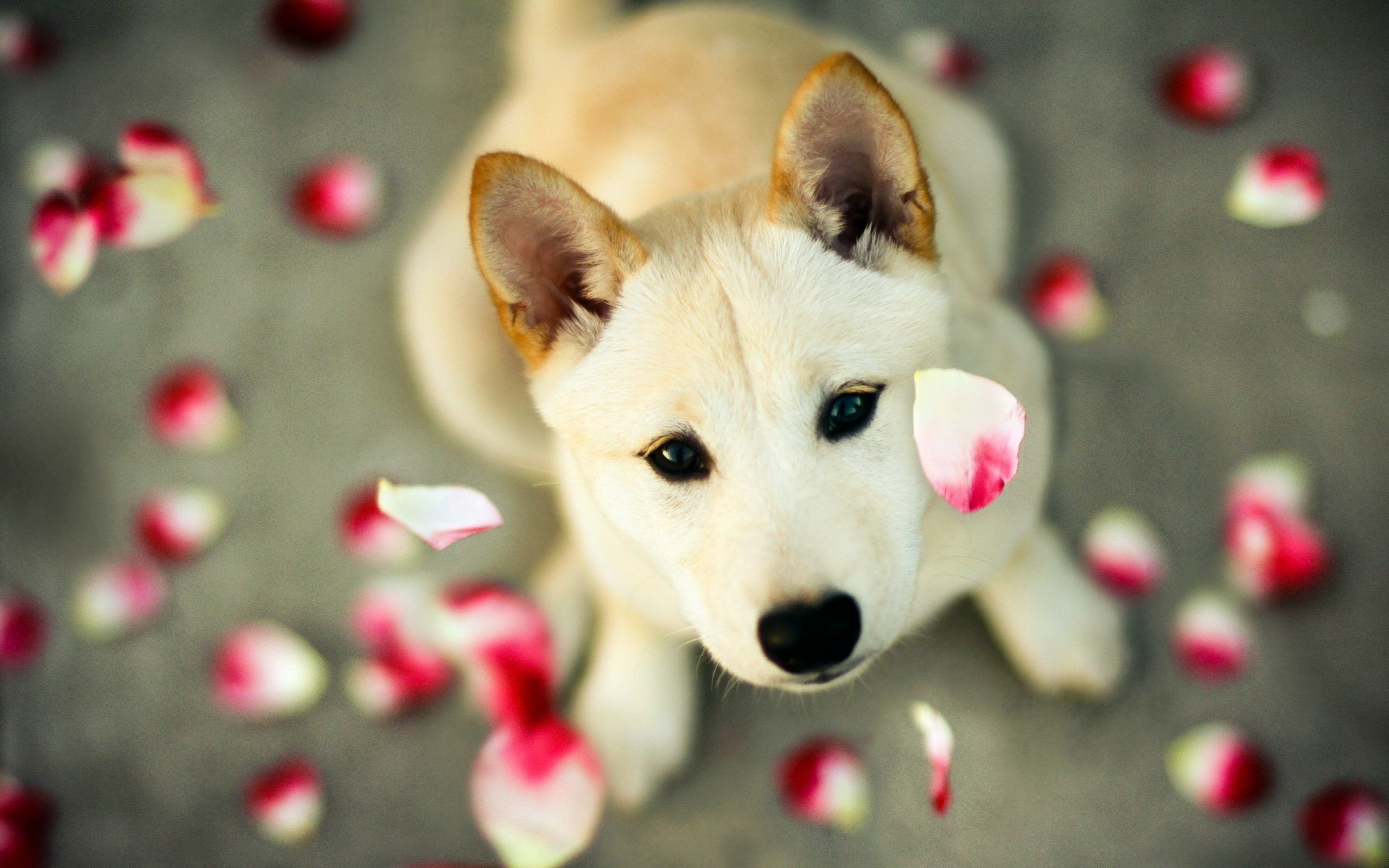 2560x1600 cute dog | Cute Pitbull Dog HD Wallpapers #377