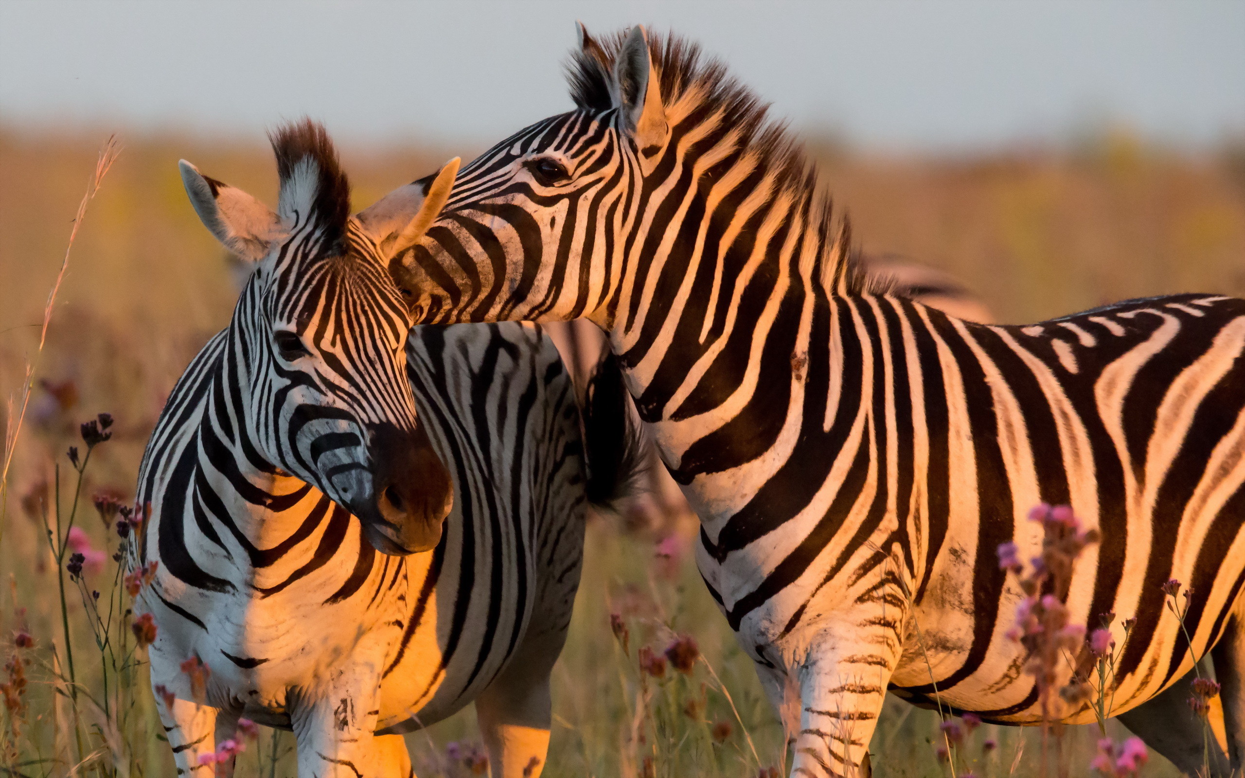 2560x1600 ... Images of Mandolux Zebra Animals Hd - #SC ...